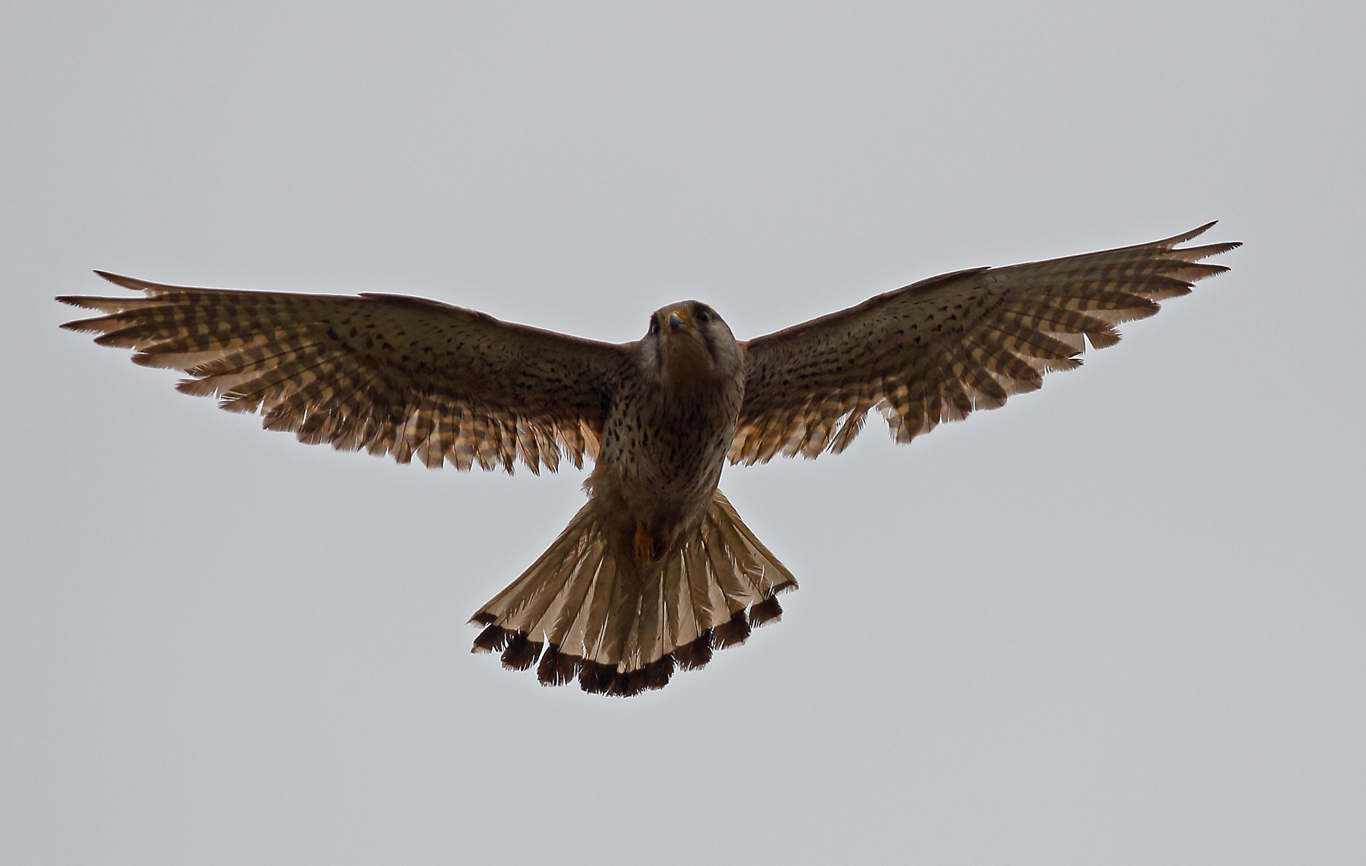 Kestrel in hunting action