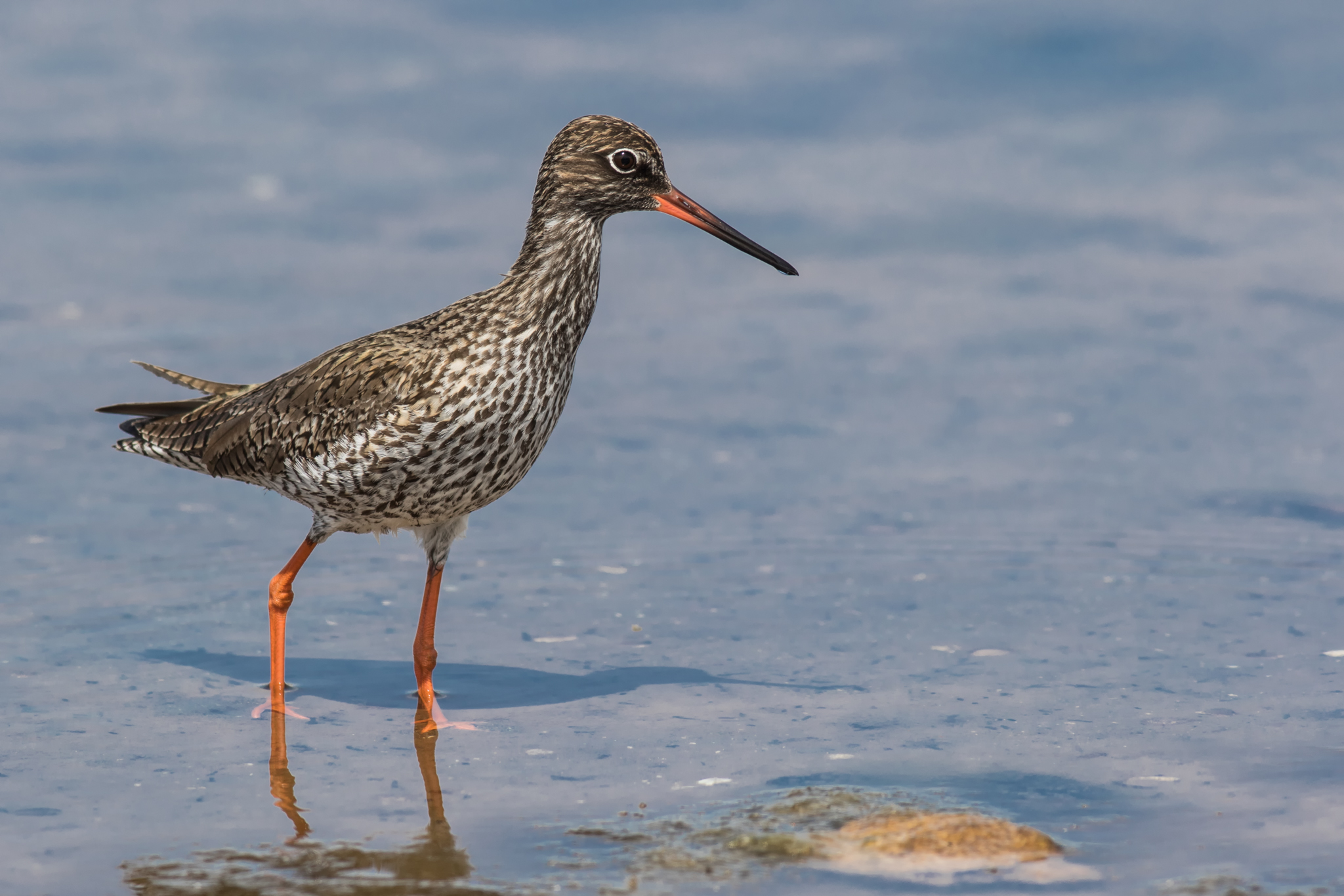 Redshank