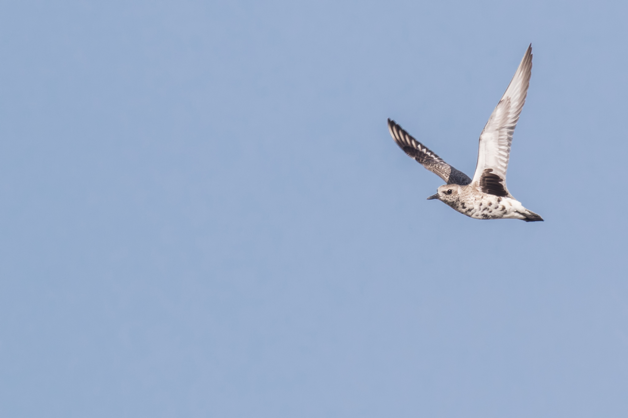 Grey Plover in flight