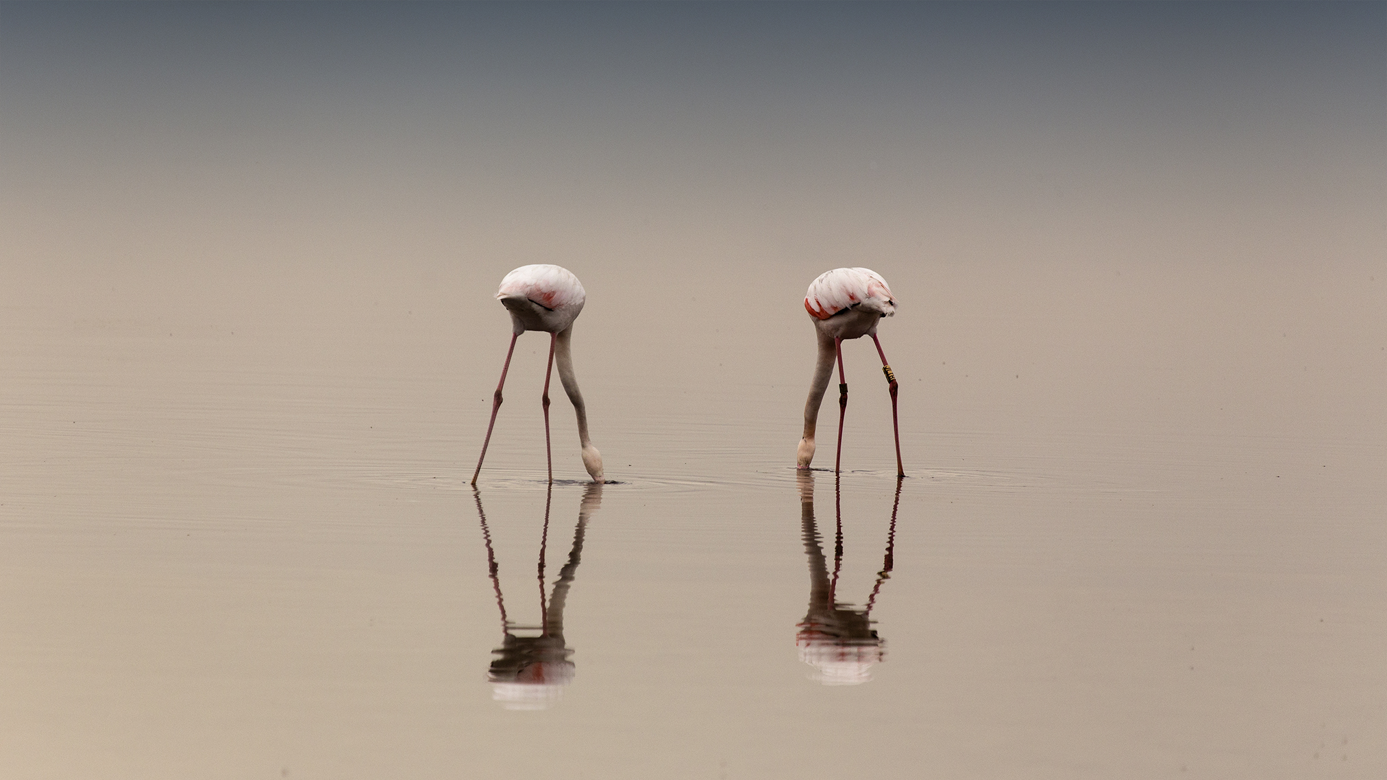 Flamingos saline 2