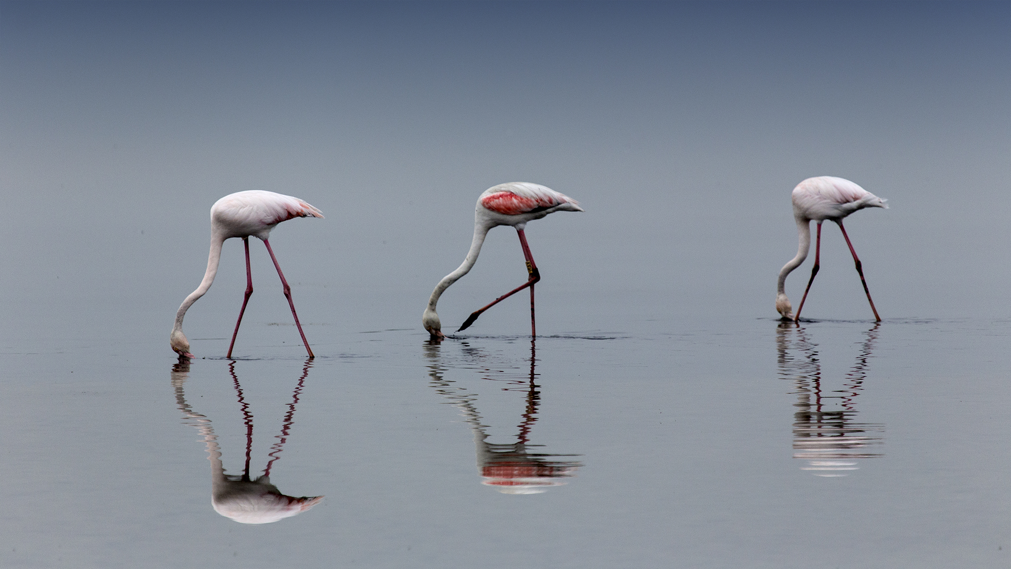 Flamingos saline 4