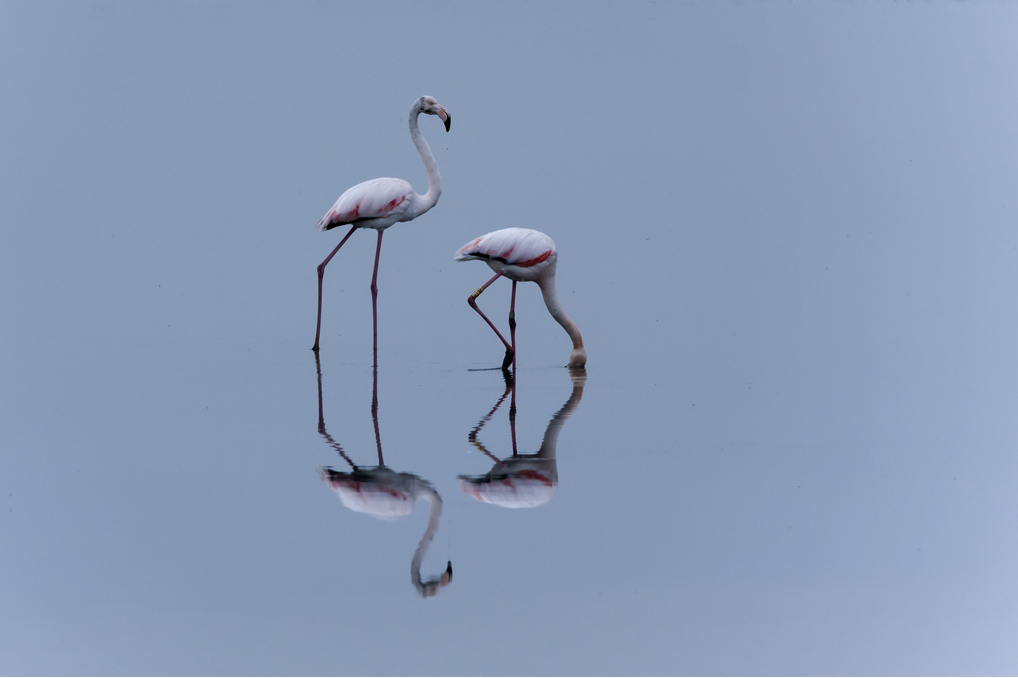Flamingos saline 5