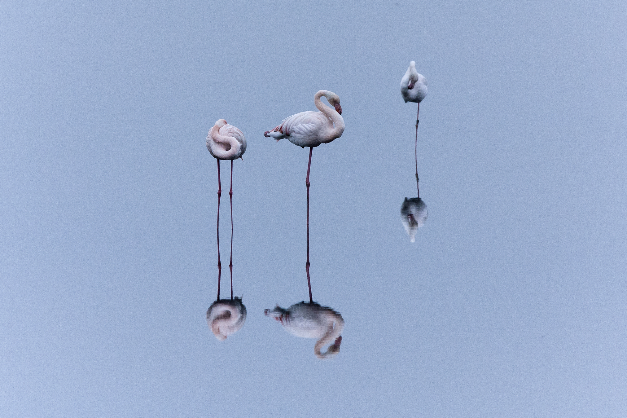 Flamingos at the salt 6