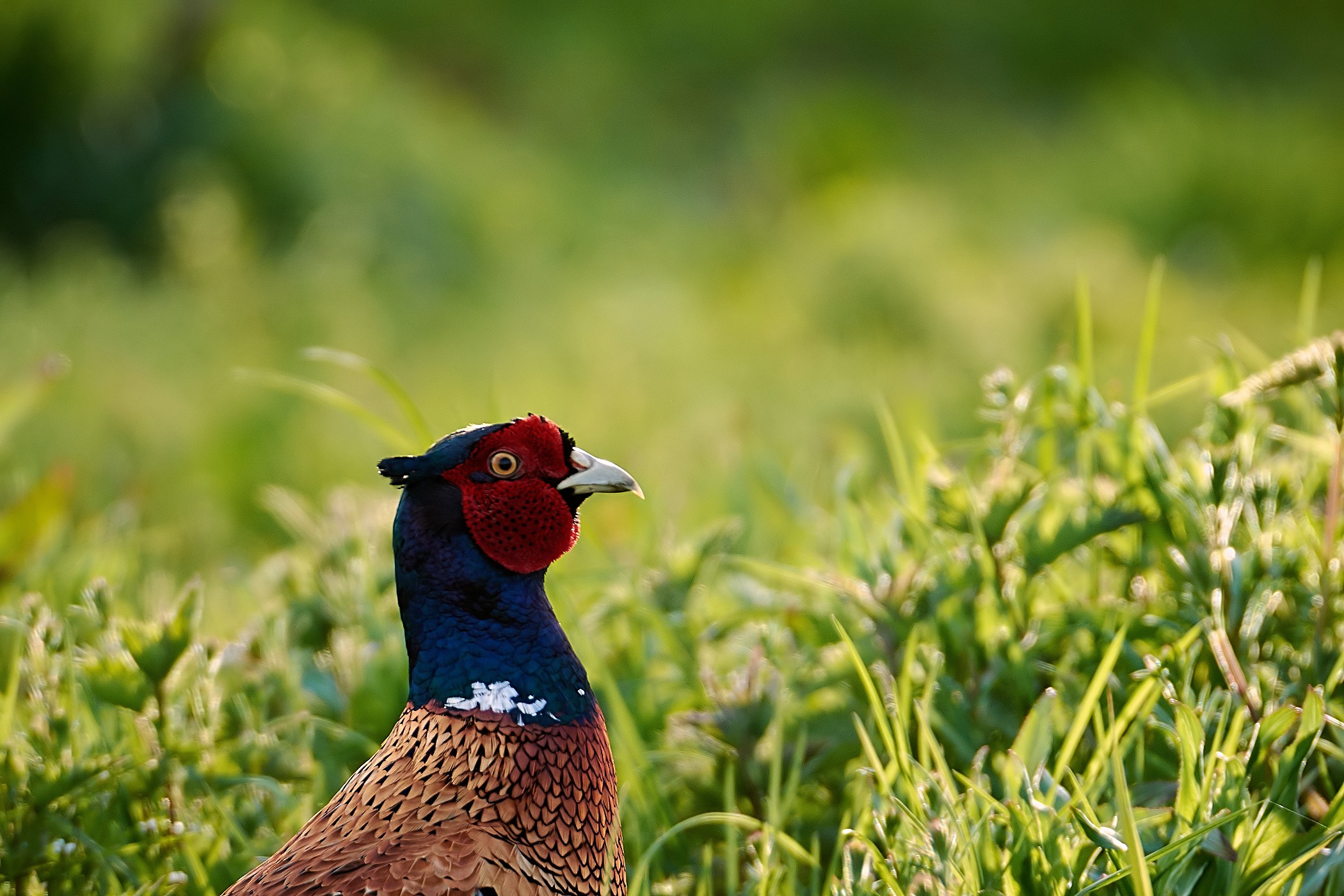 Pheasant backlit