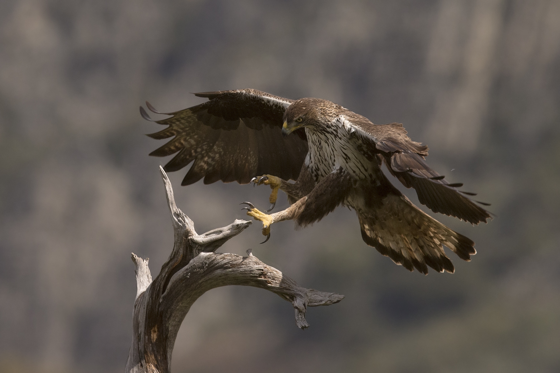 Aquila del bonelli femmina (Aquila fasciata)