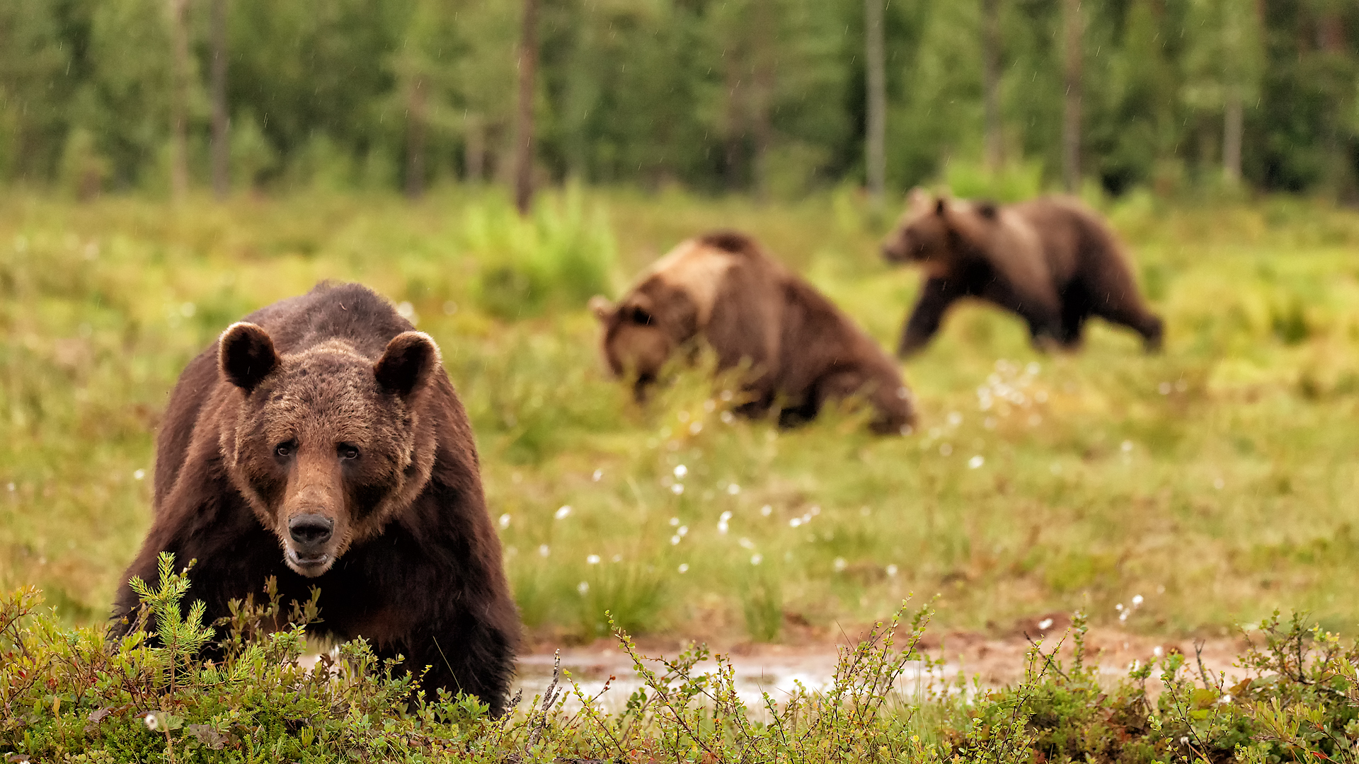 Abbey Road - The Beartles