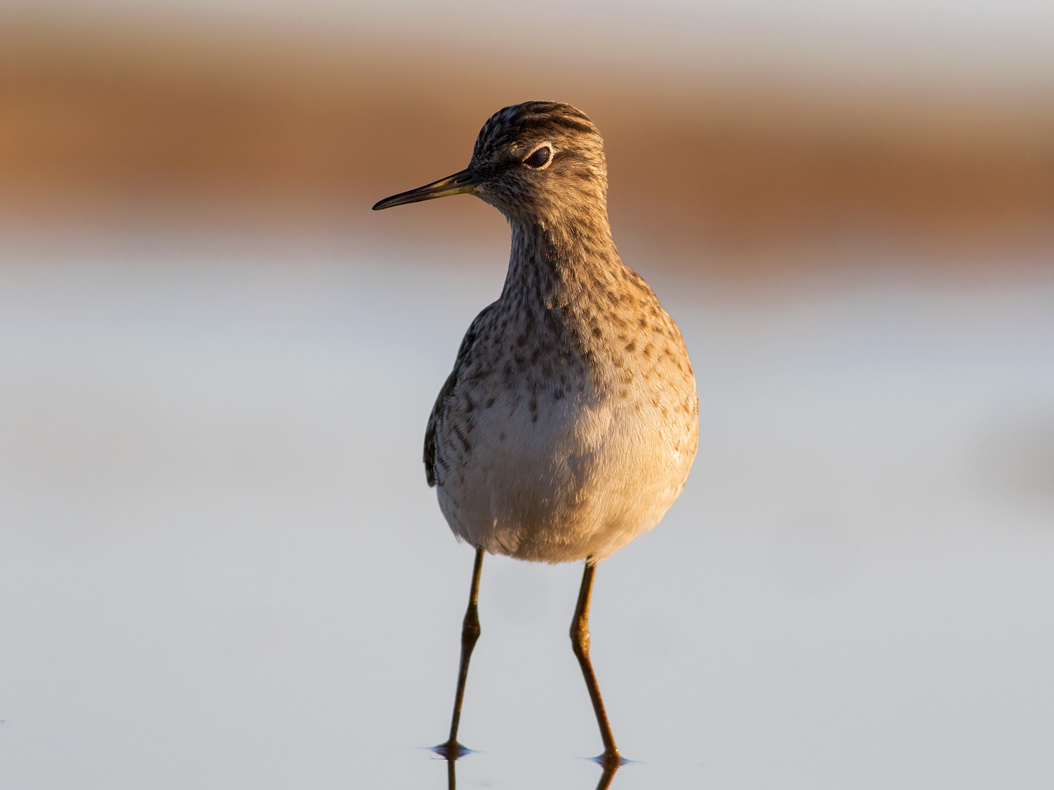 Piro-piro boschereccio