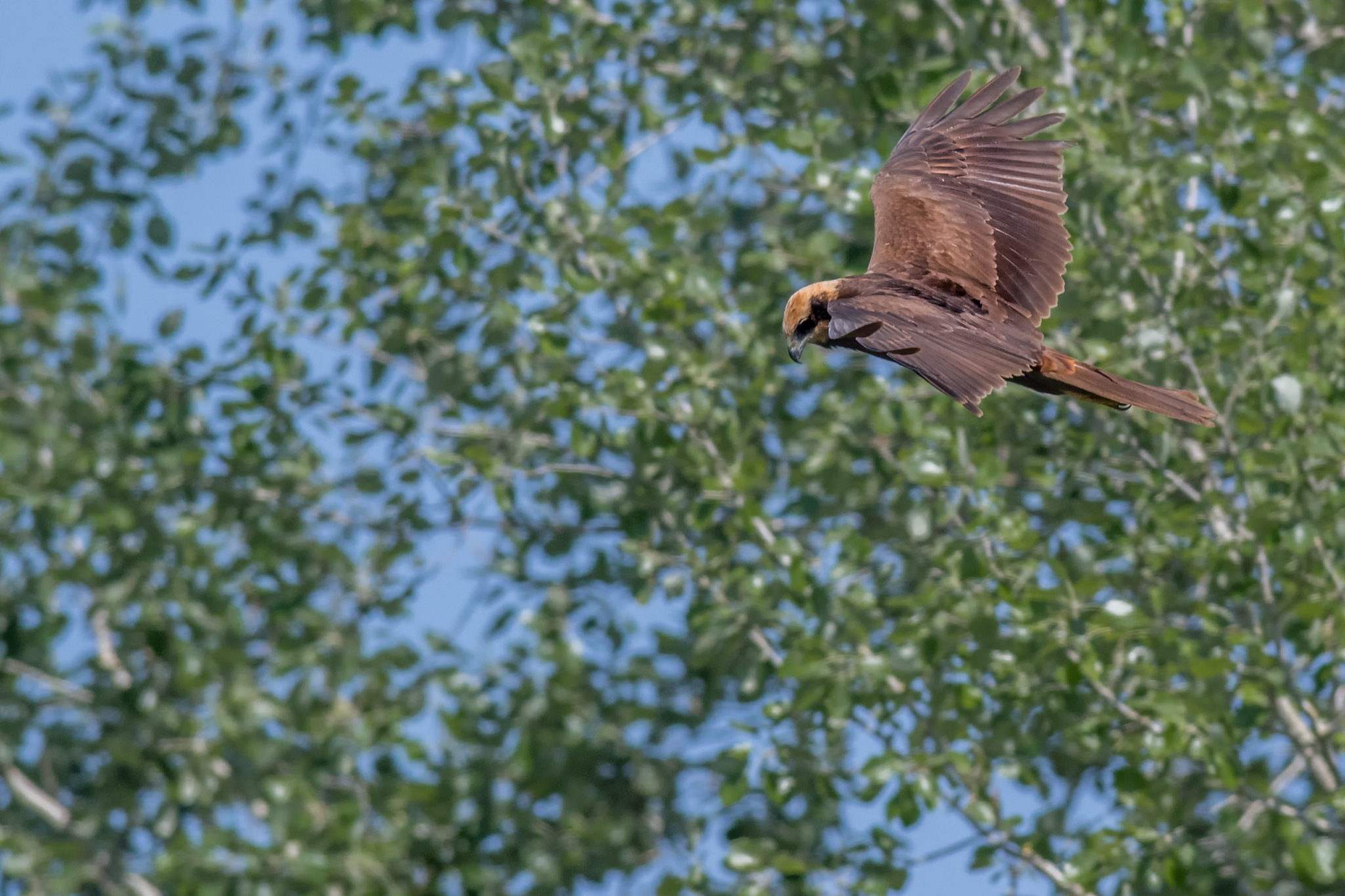 Marsh harrier
