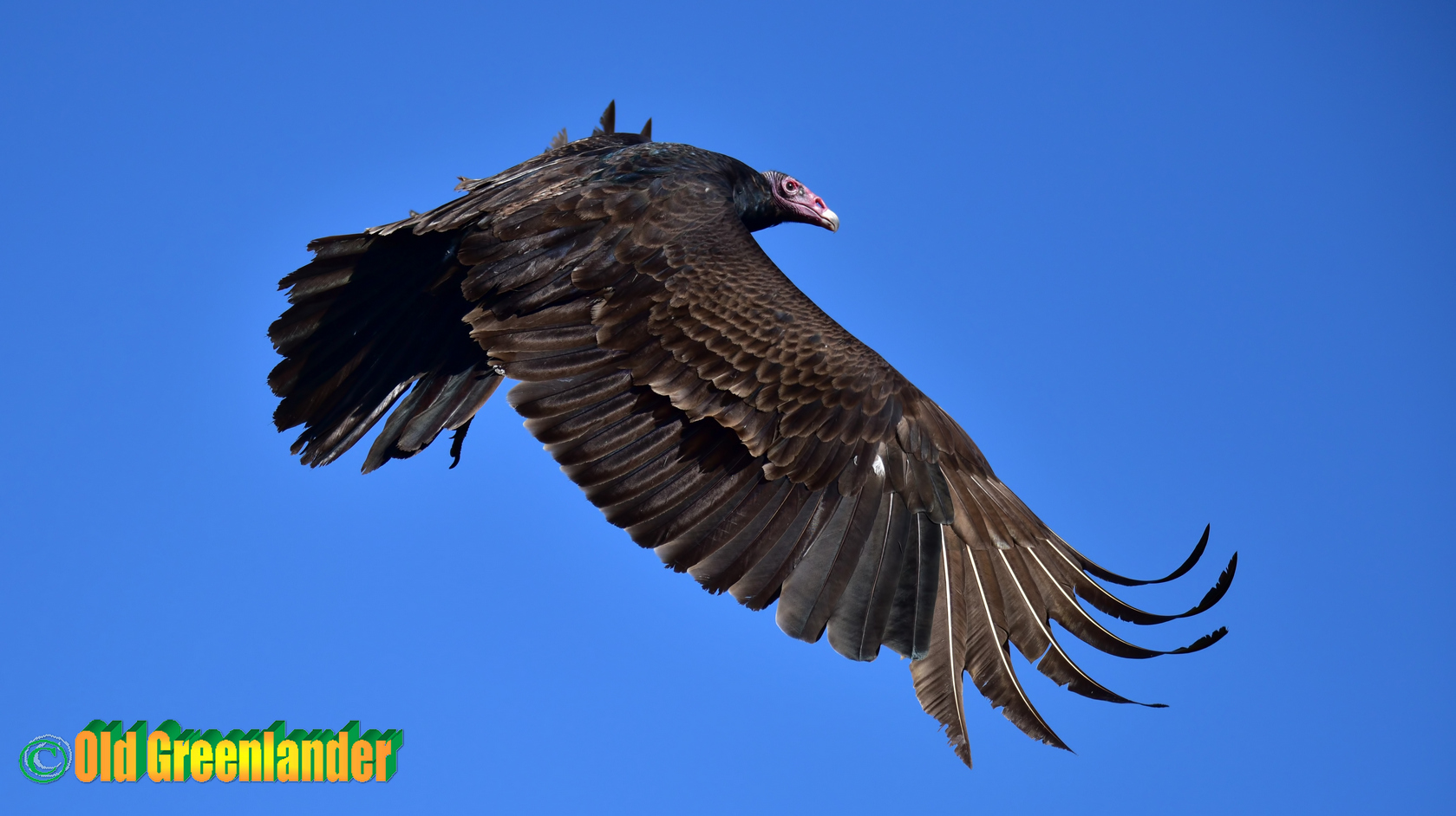 Guardo per un pasto ...