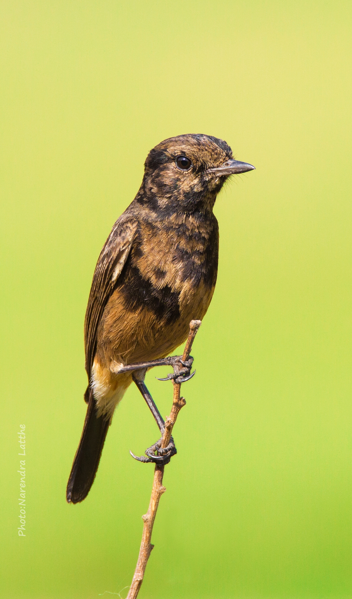 Pied Bushchat (Donna)