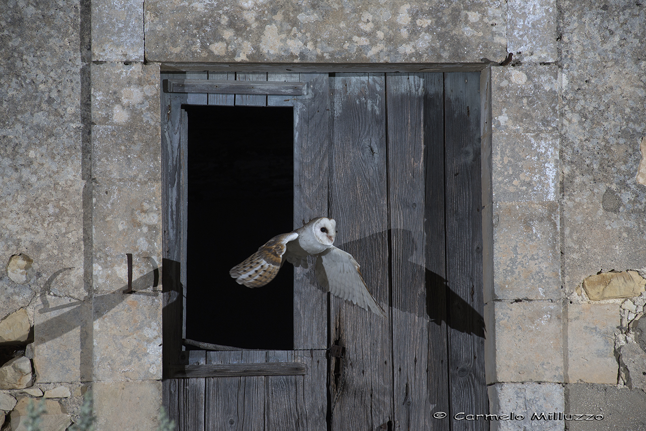 The house Barn _Tyto alba_