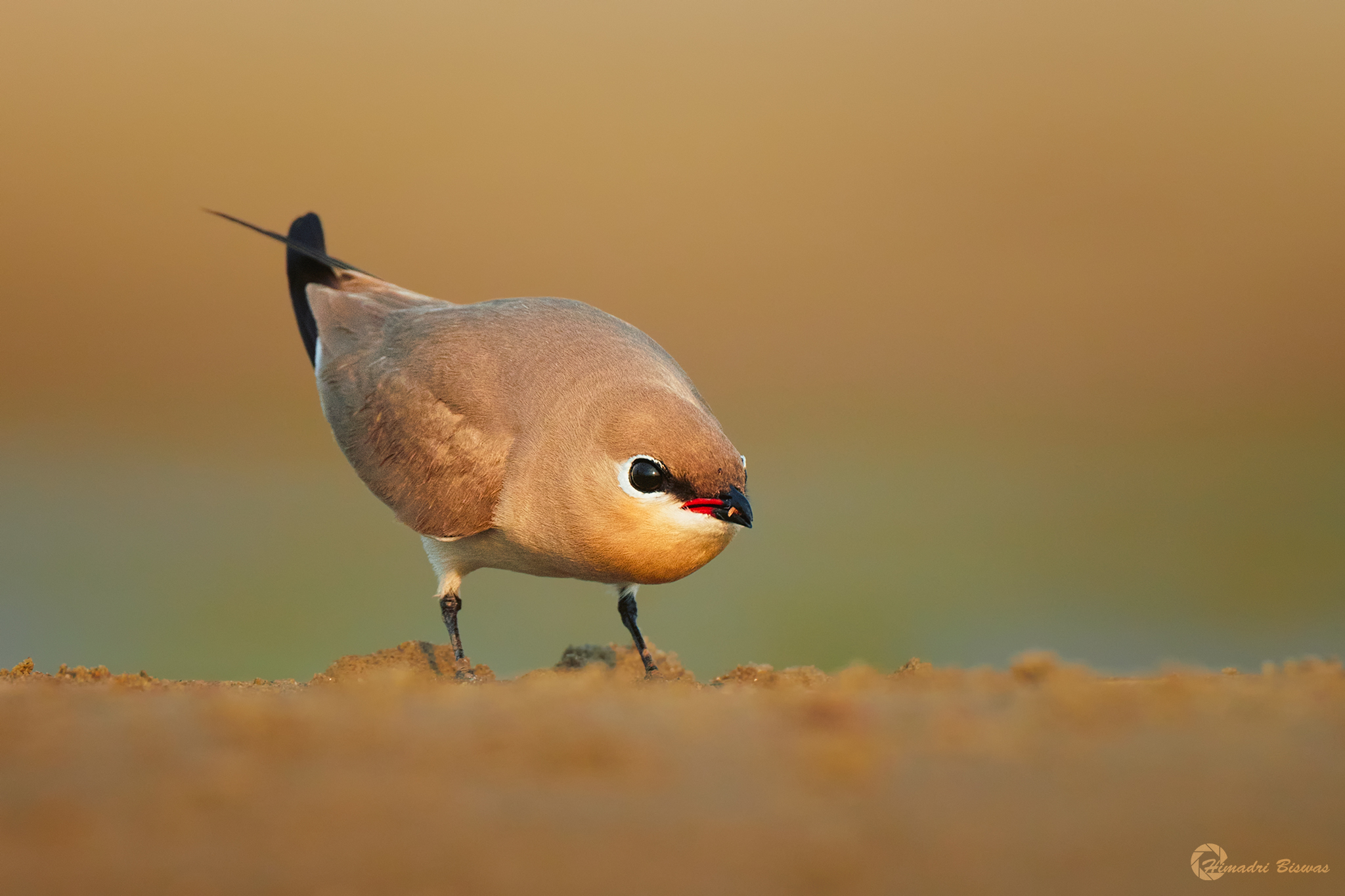 Small pratincole