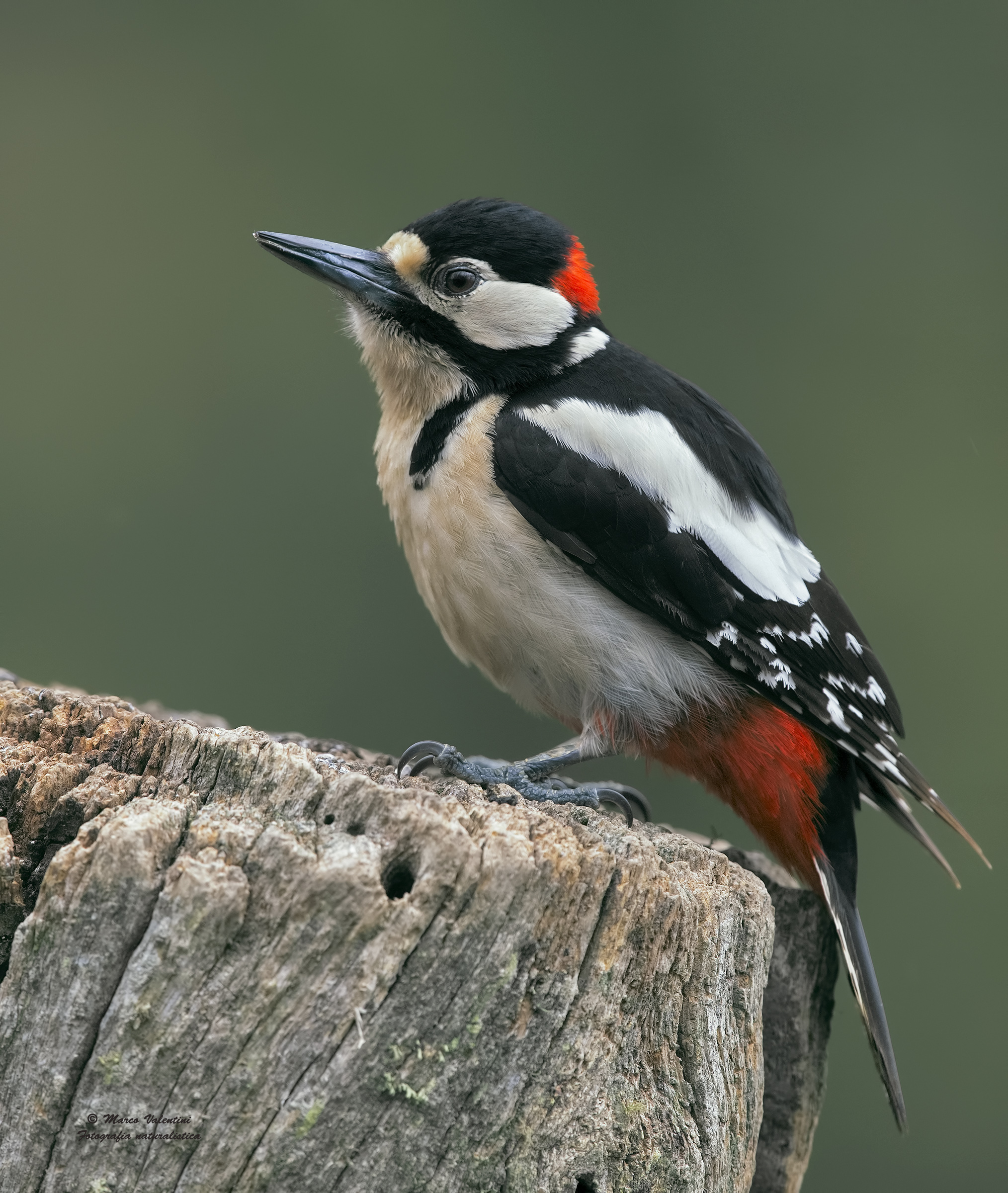 Great Spotted Woodpecker