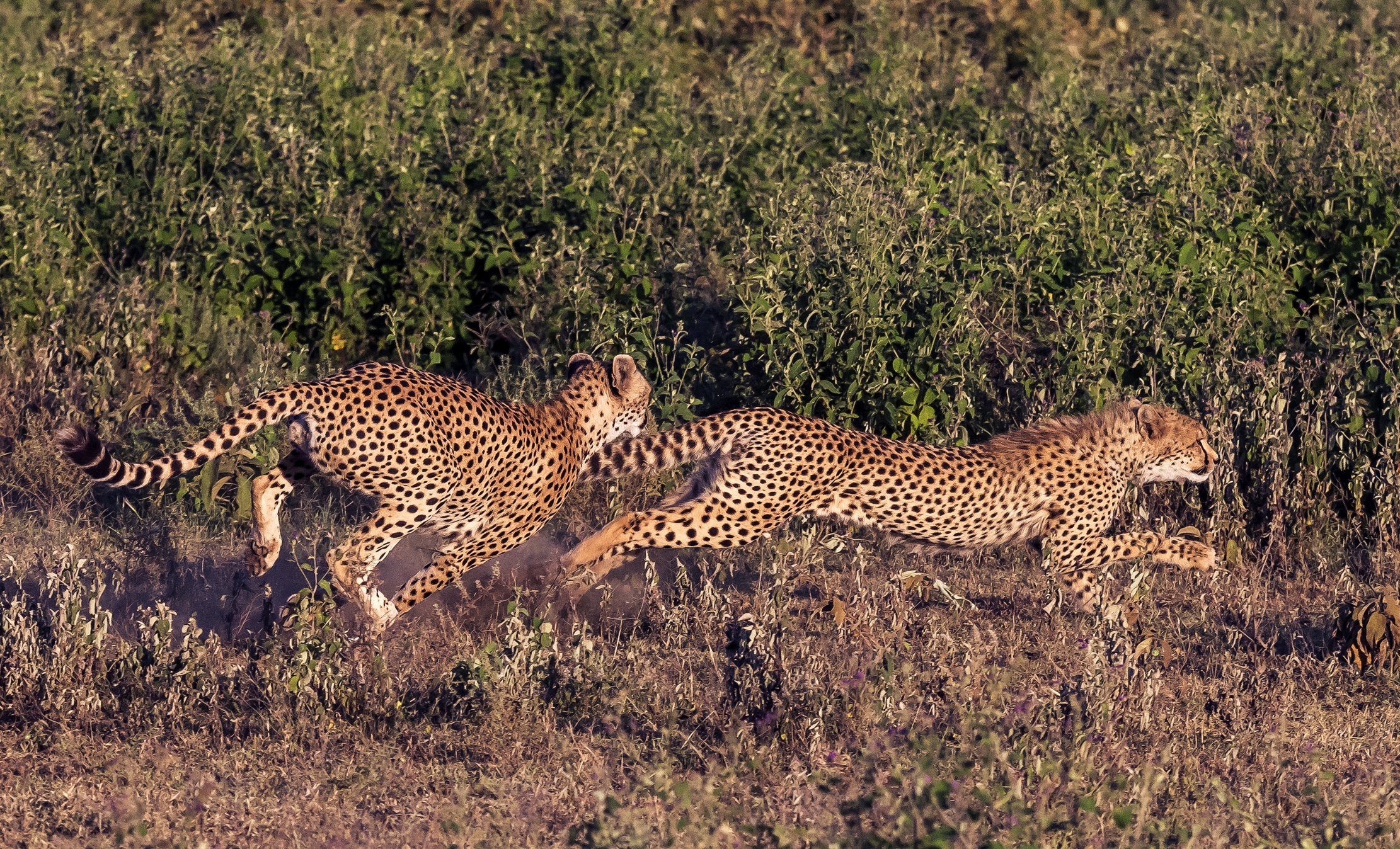 Tanzania 2016 - La rincorsa