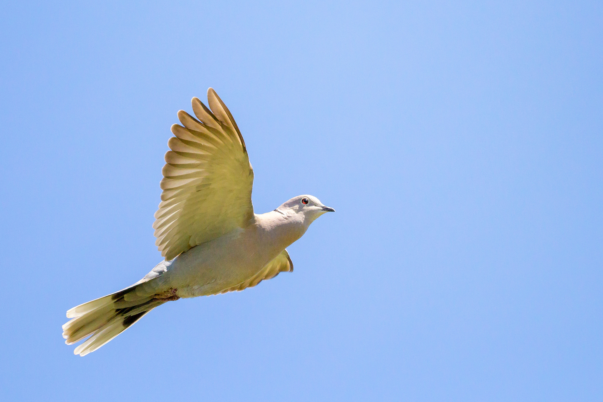 In flight