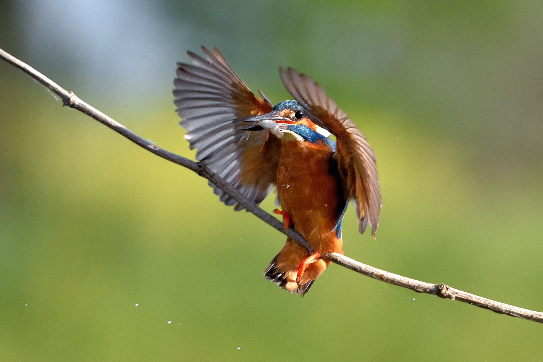 Kingfisher