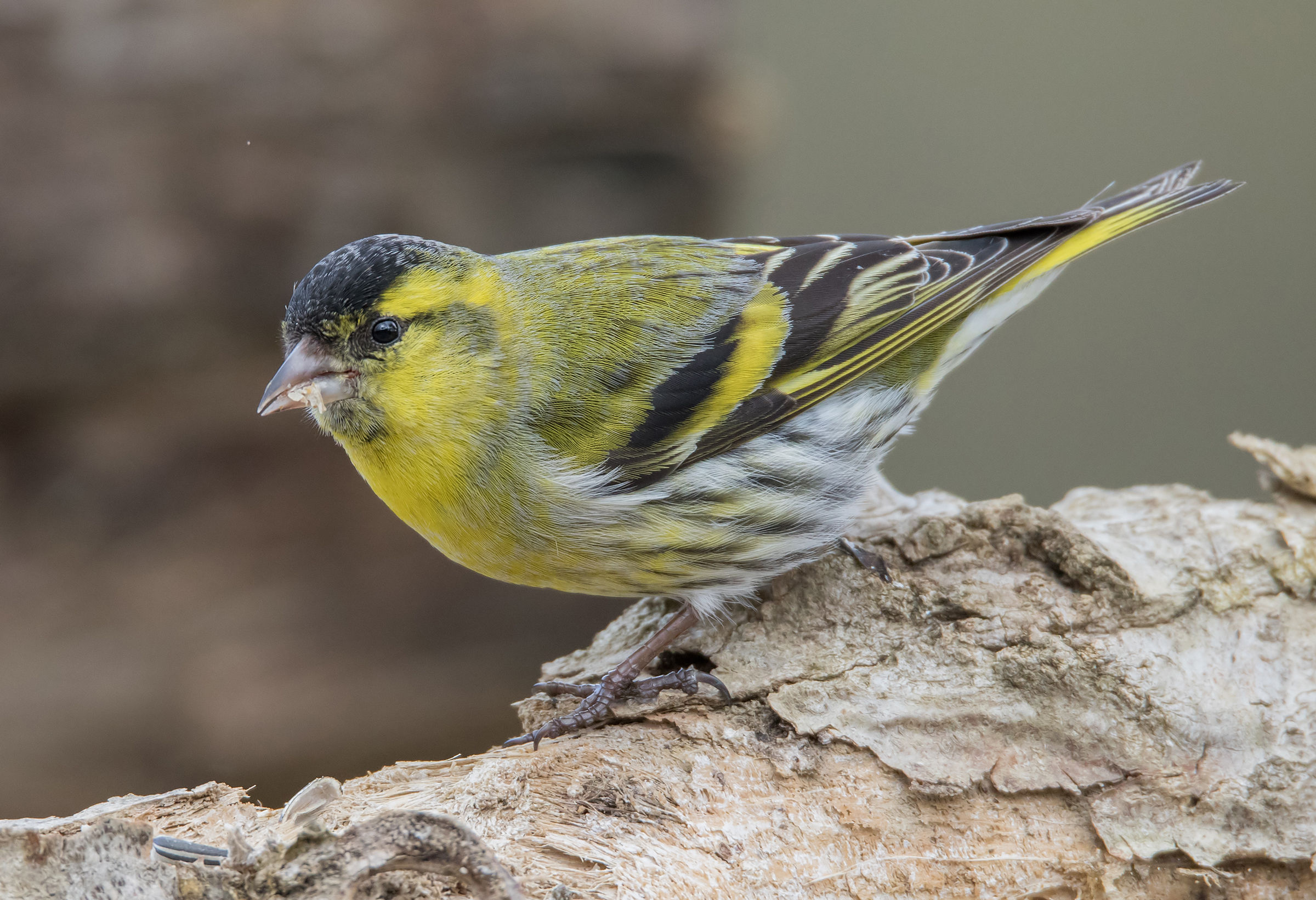 Siskin