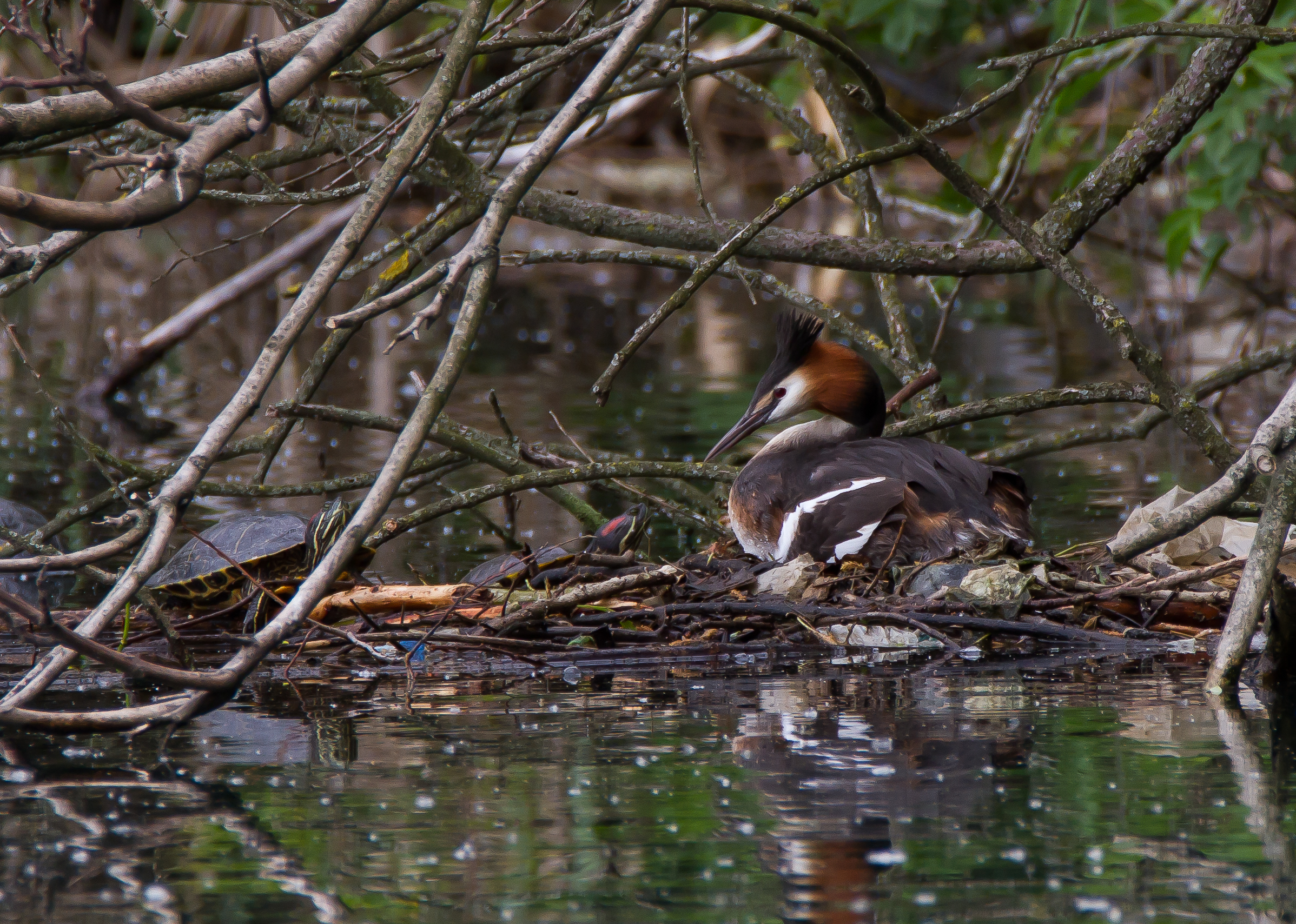 Faccia a faccia tra una tartaruga ed uno svasso in cova