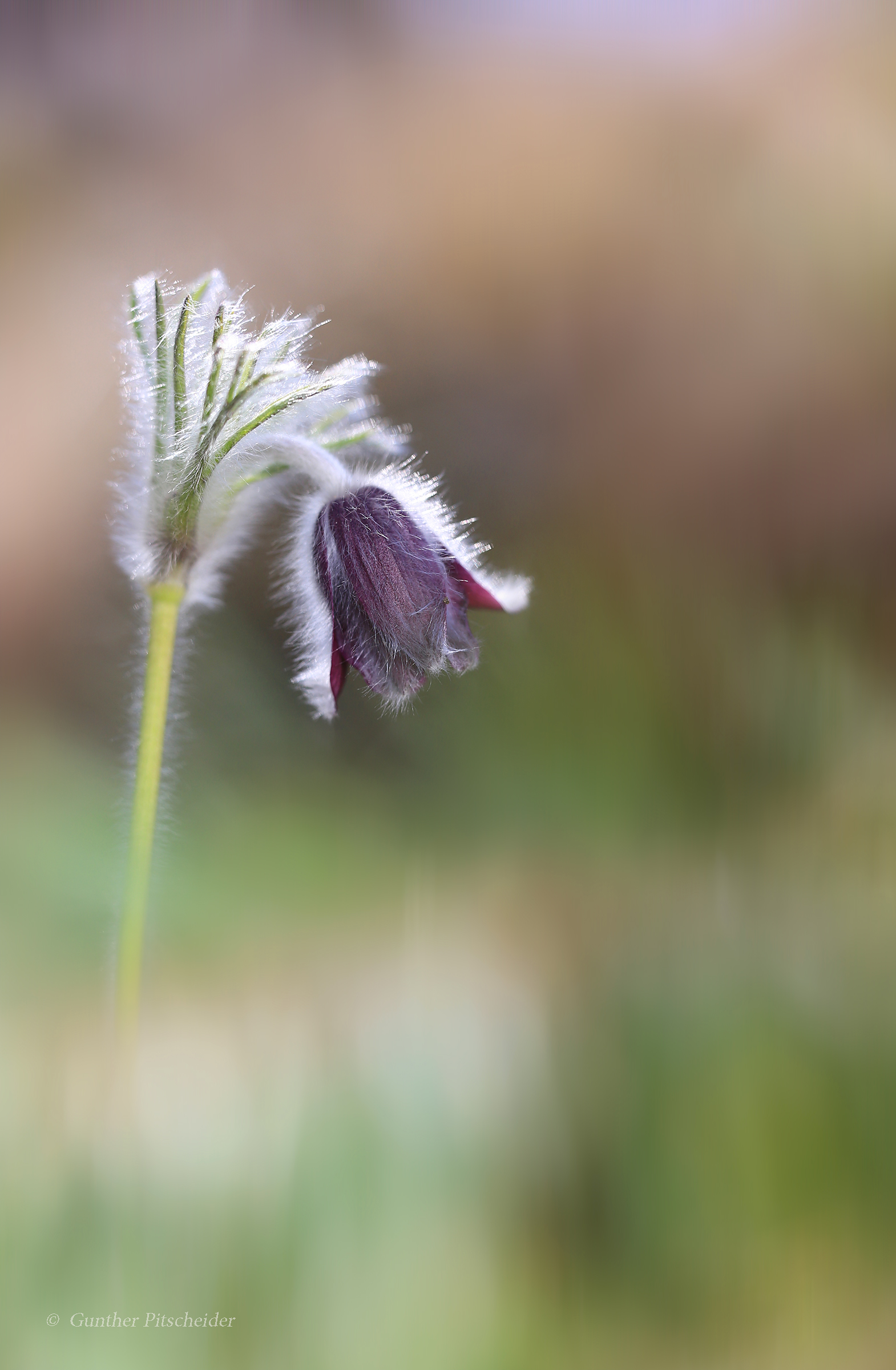 Pulsatilla comune