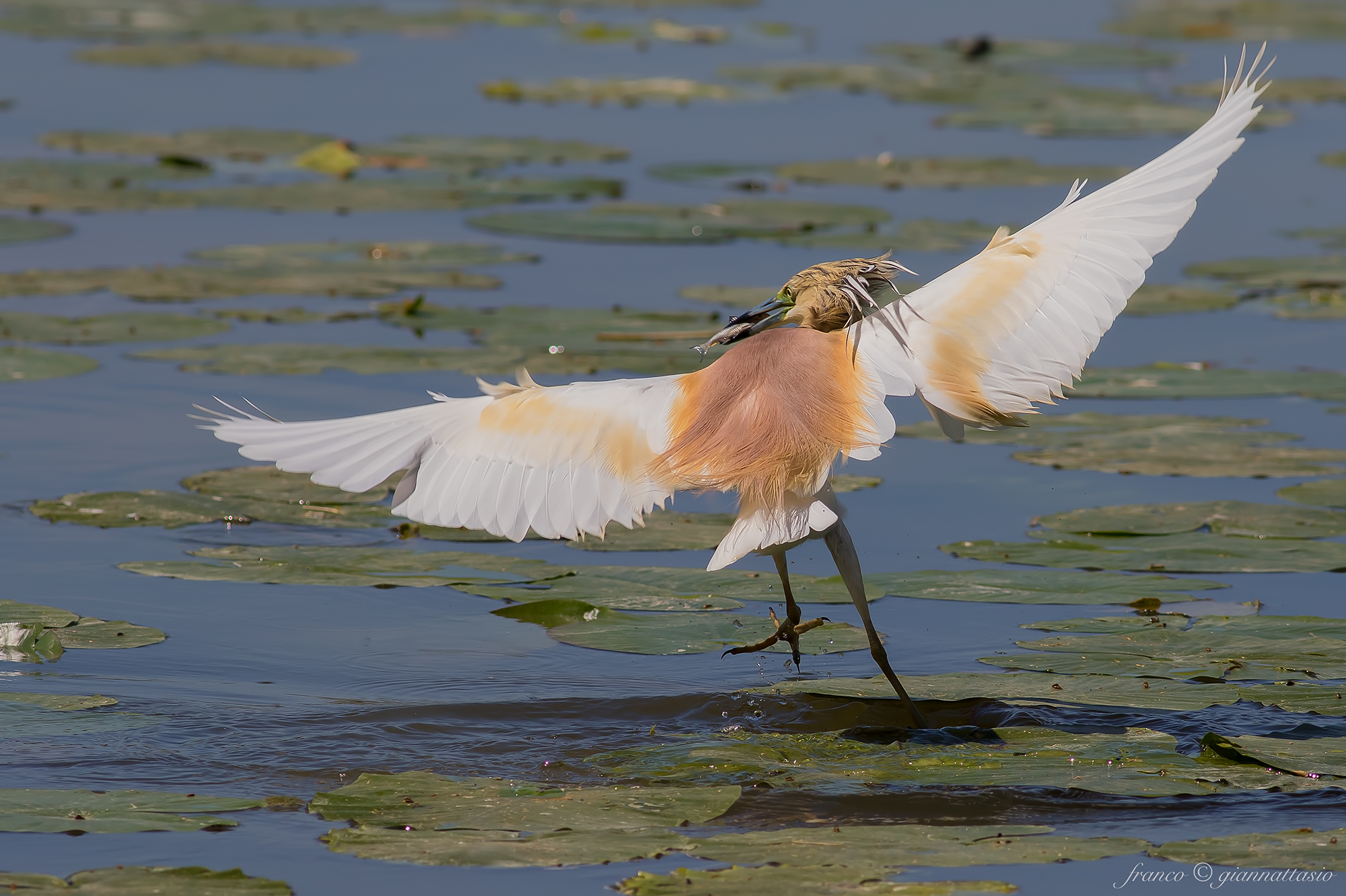 Ciuffetta with prey.