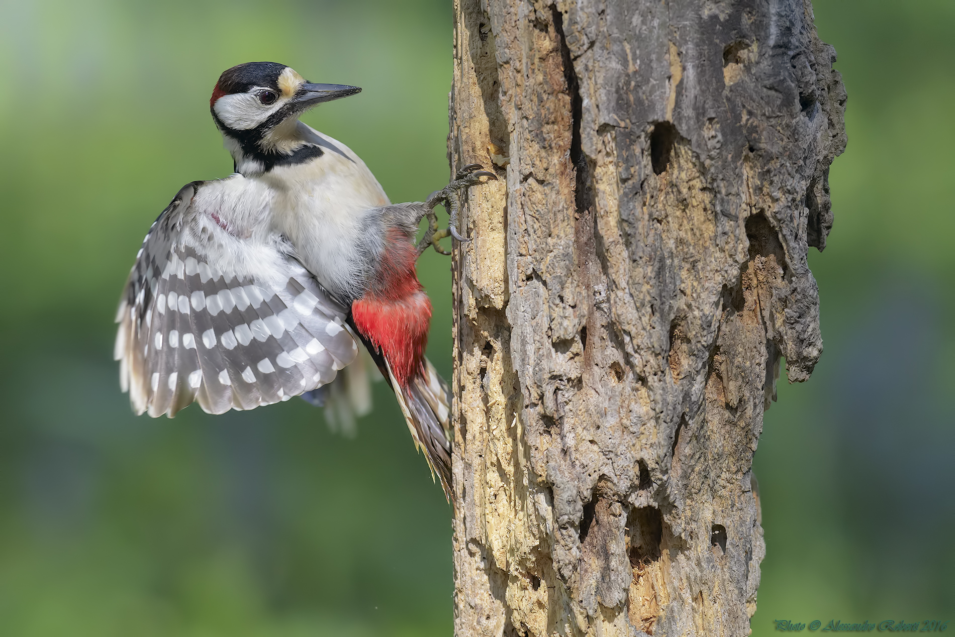 Woodpecker
