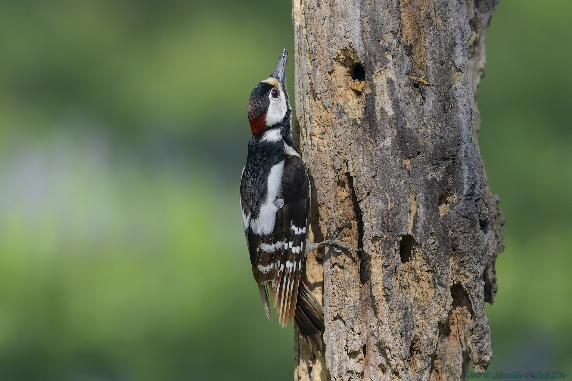 Woodpecker