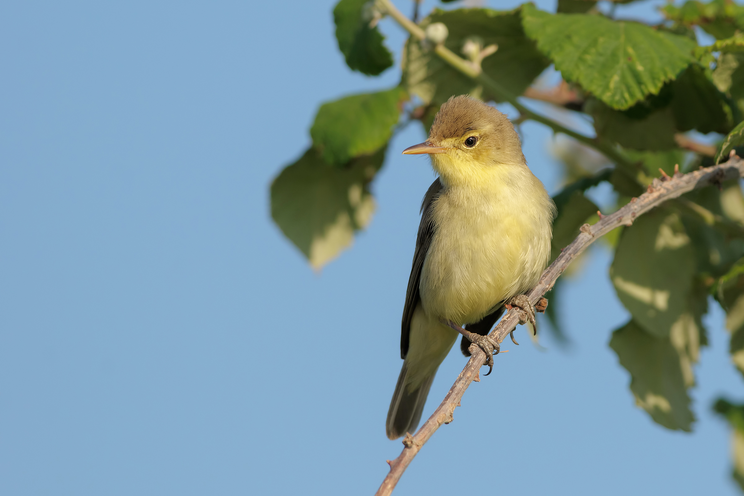 Melodious warbler (Hippolais polyglotta)