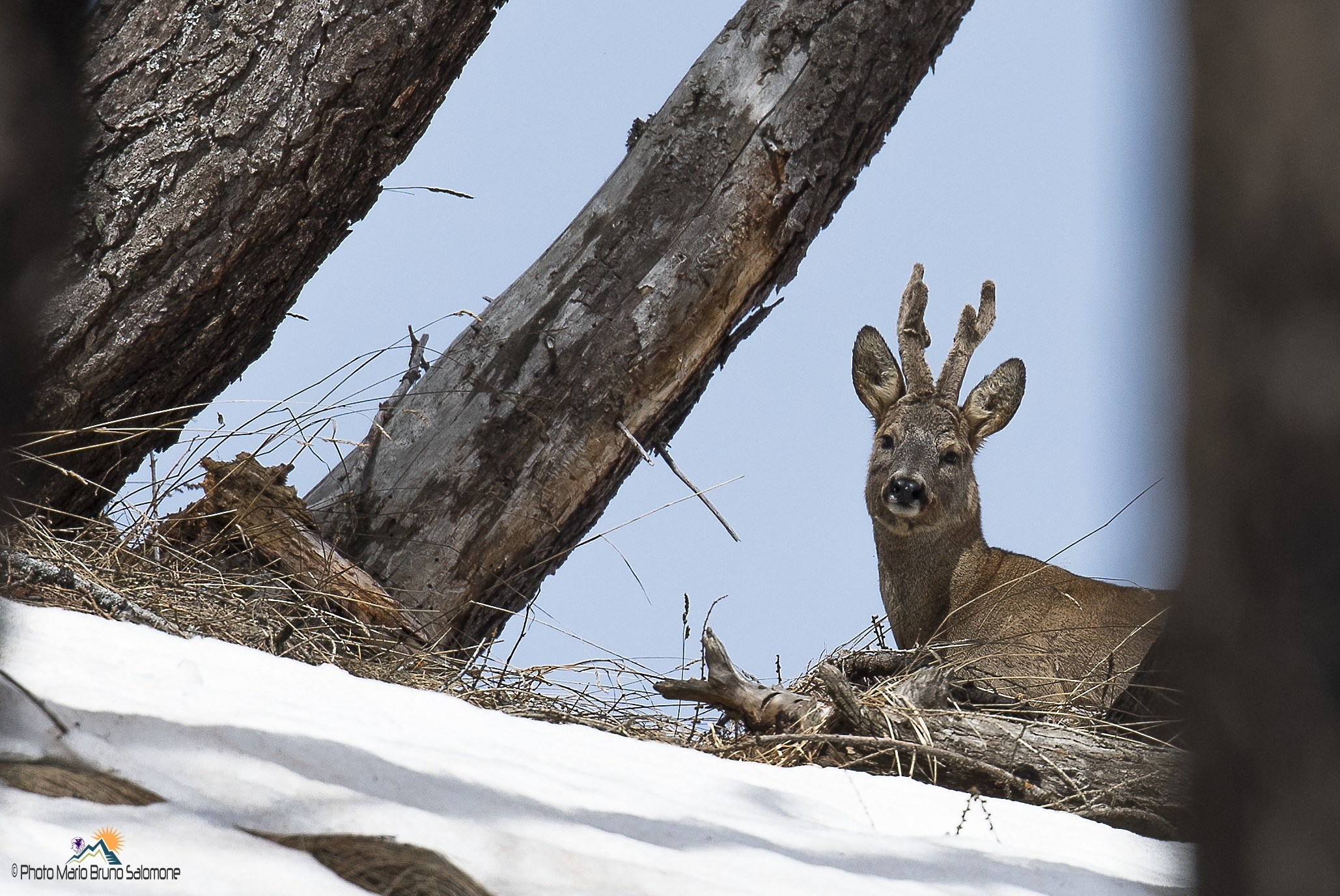 Windows in the woods (deer velvet.