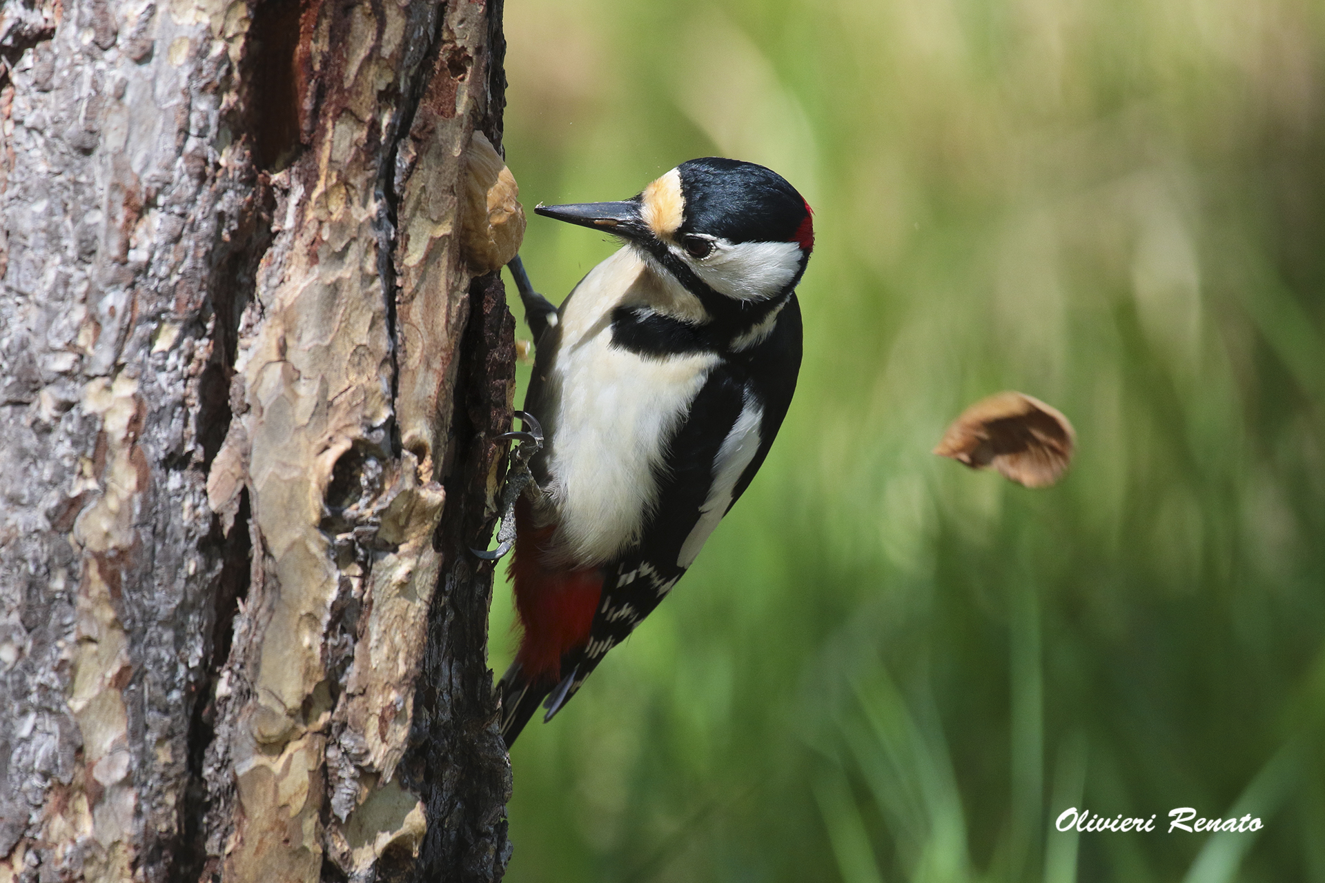 Great Spotted Woodpecker