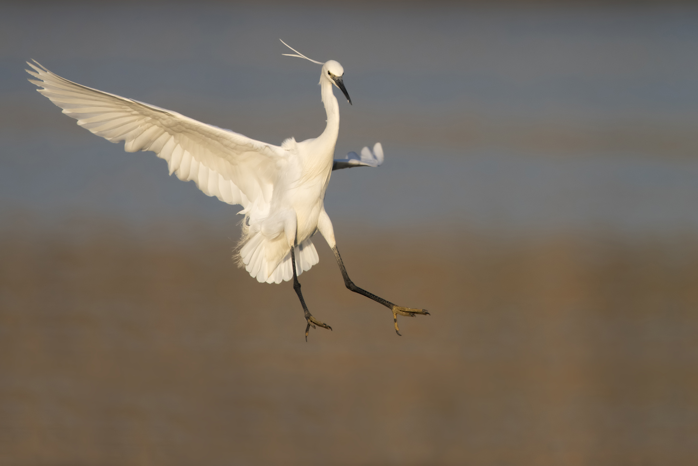 garzetta al tramonto