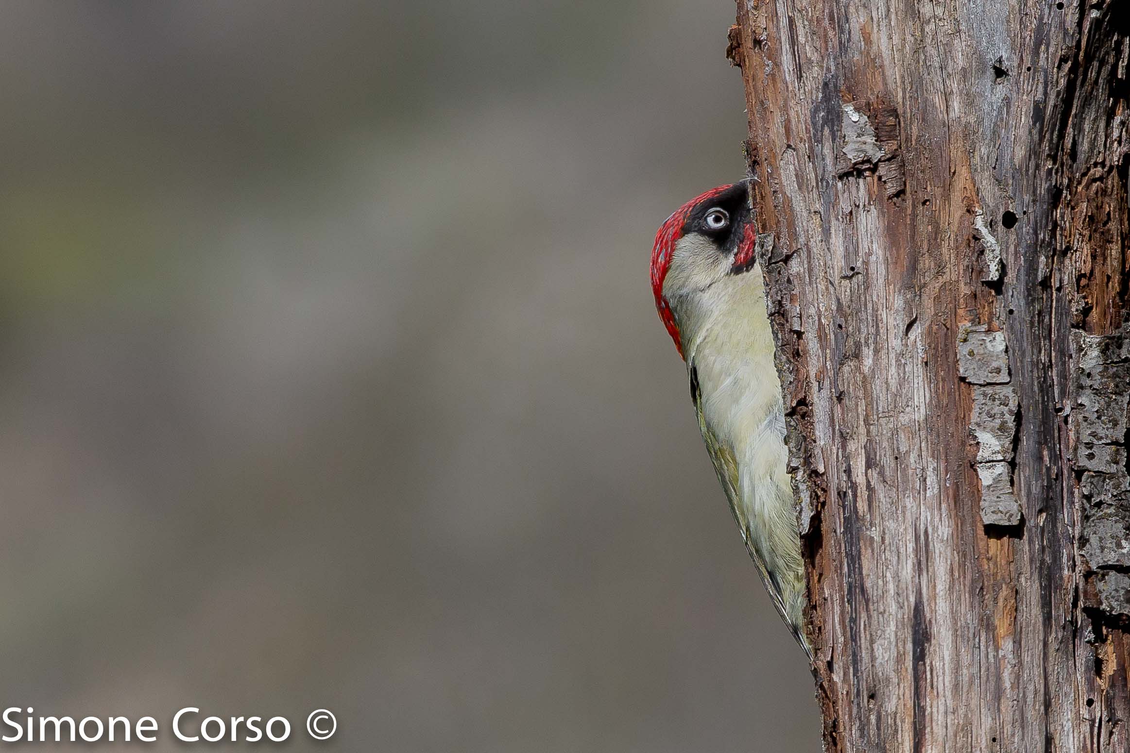 Green woodpecker