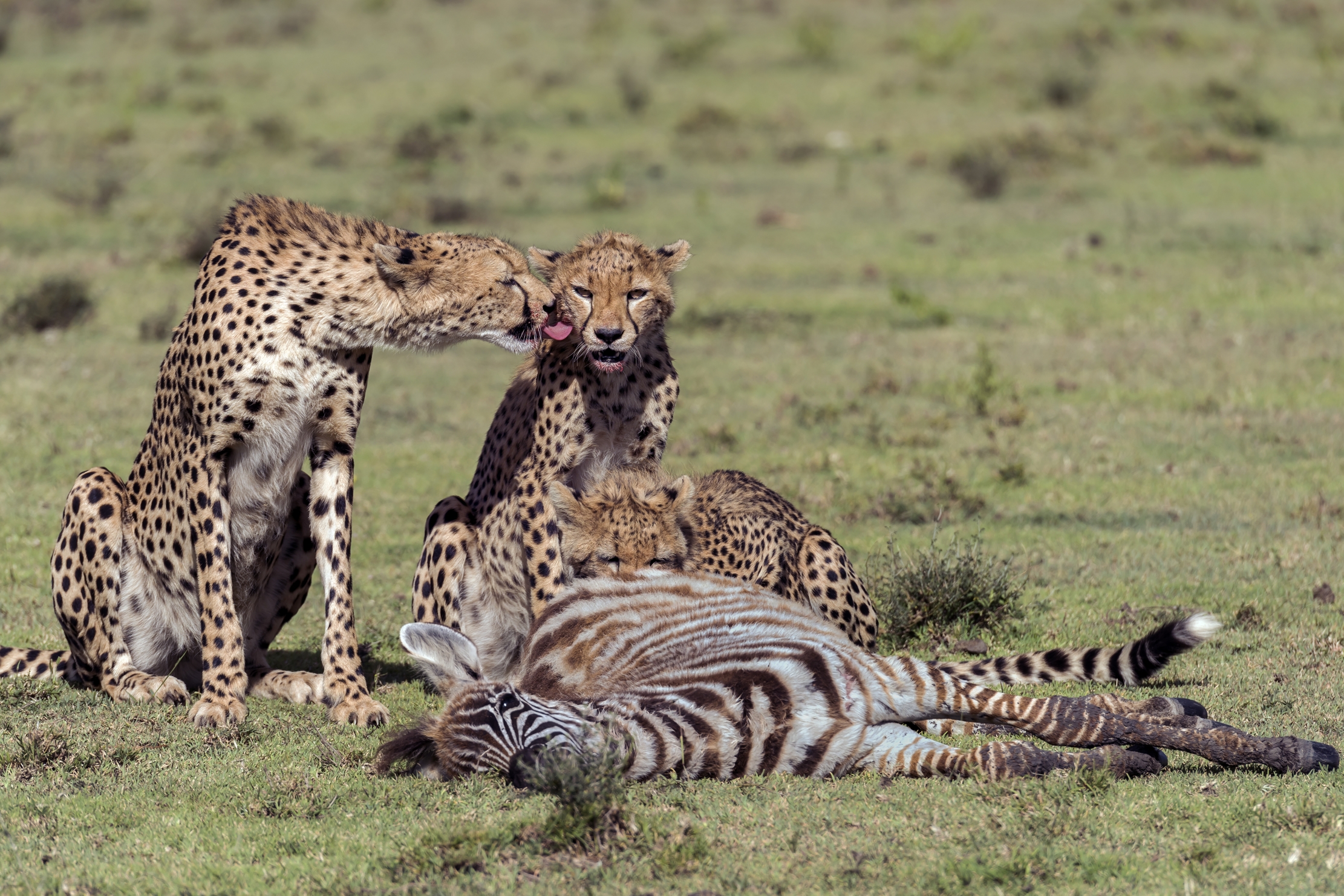 Tanzania 2016 - Predazione