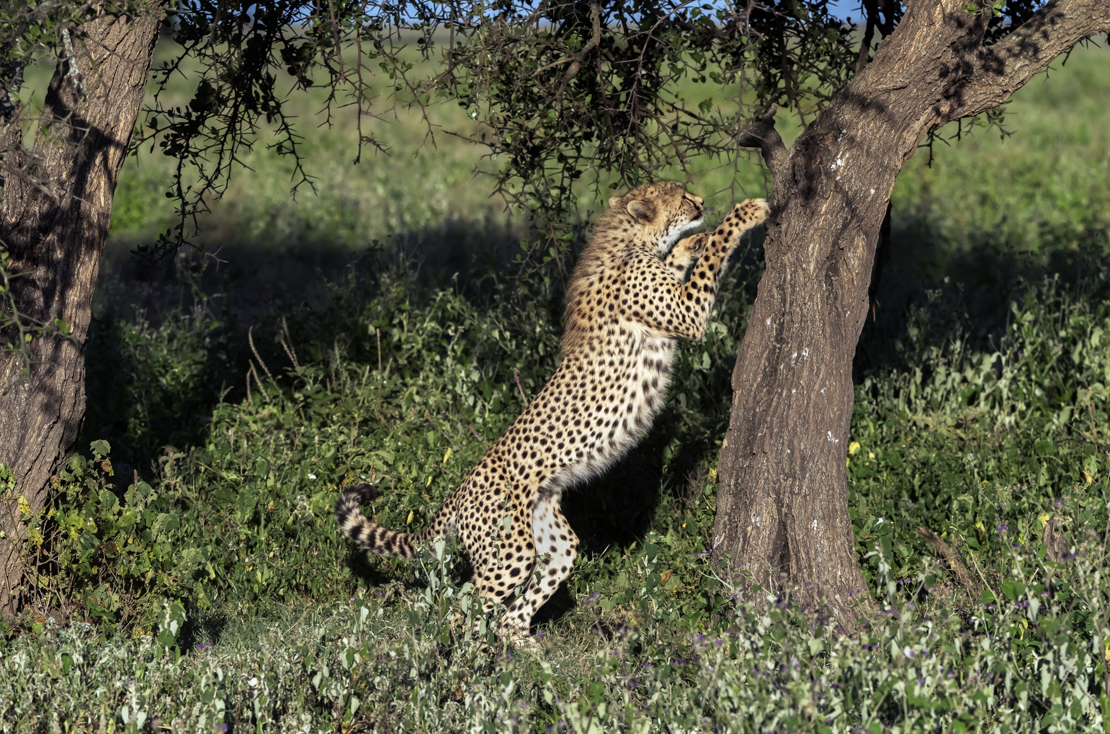 Tanzania 2016 - Salita