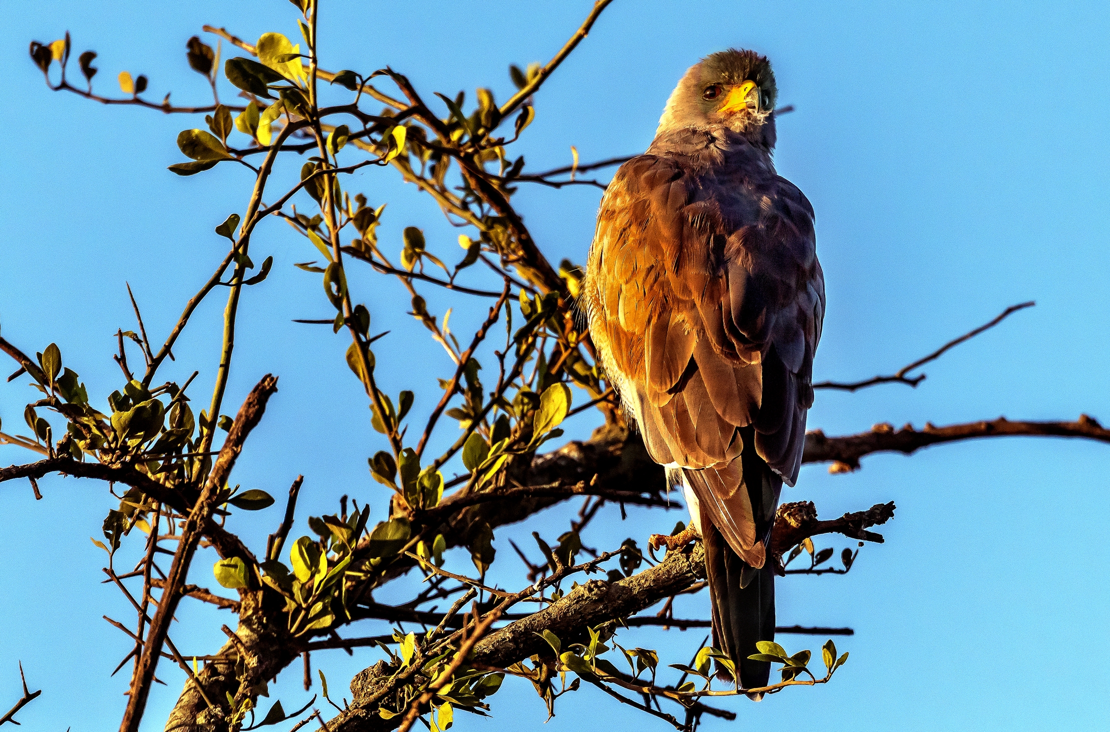 Tanzania 2016 - ????