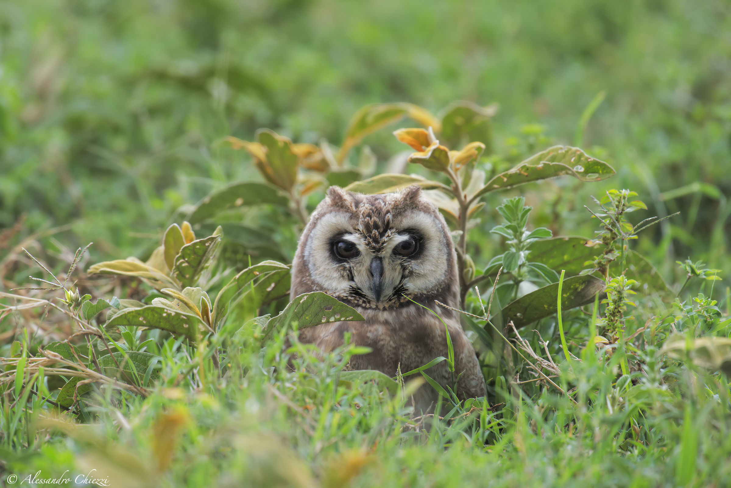 Owl African swamp