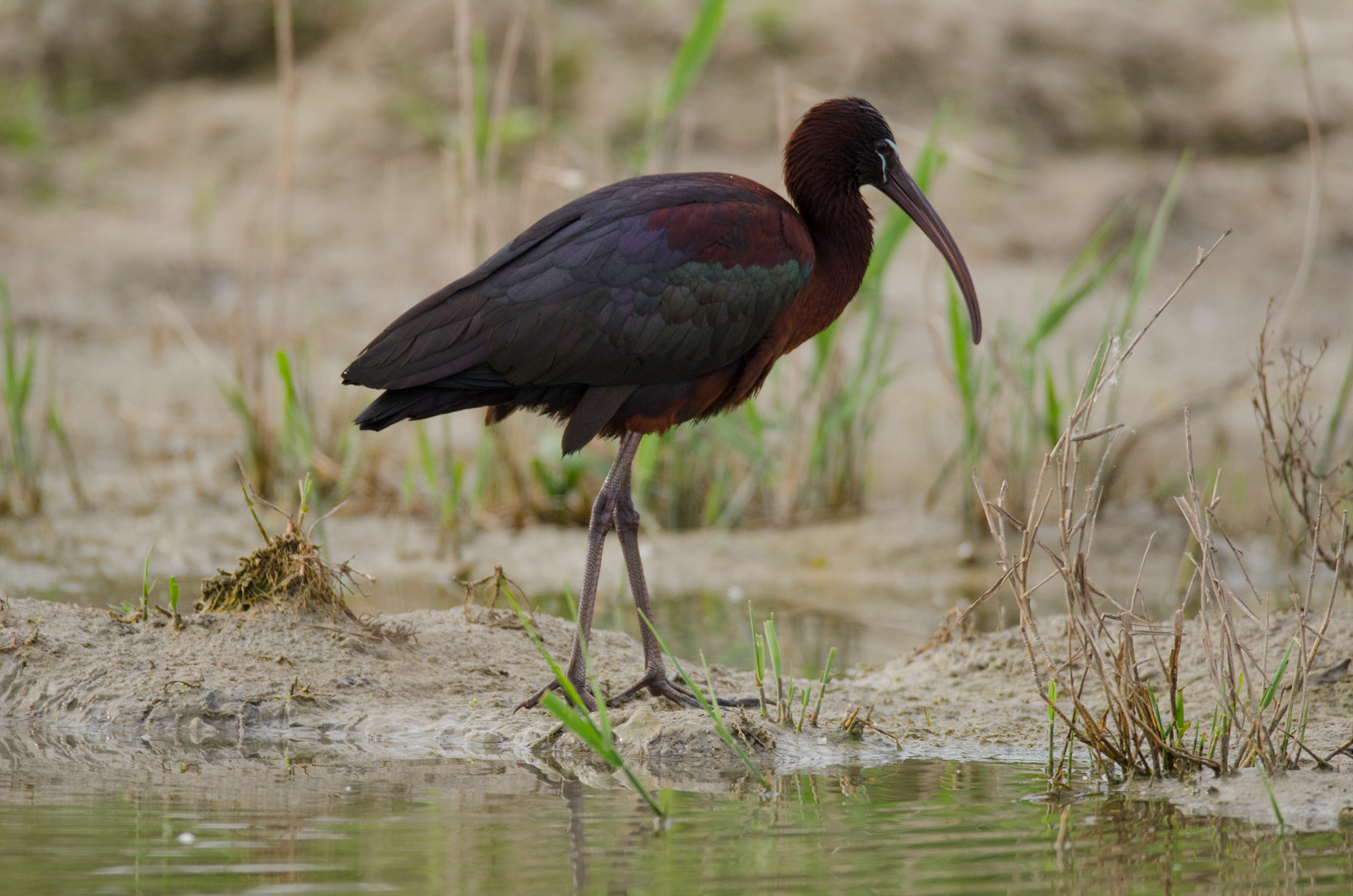 glossy ibis