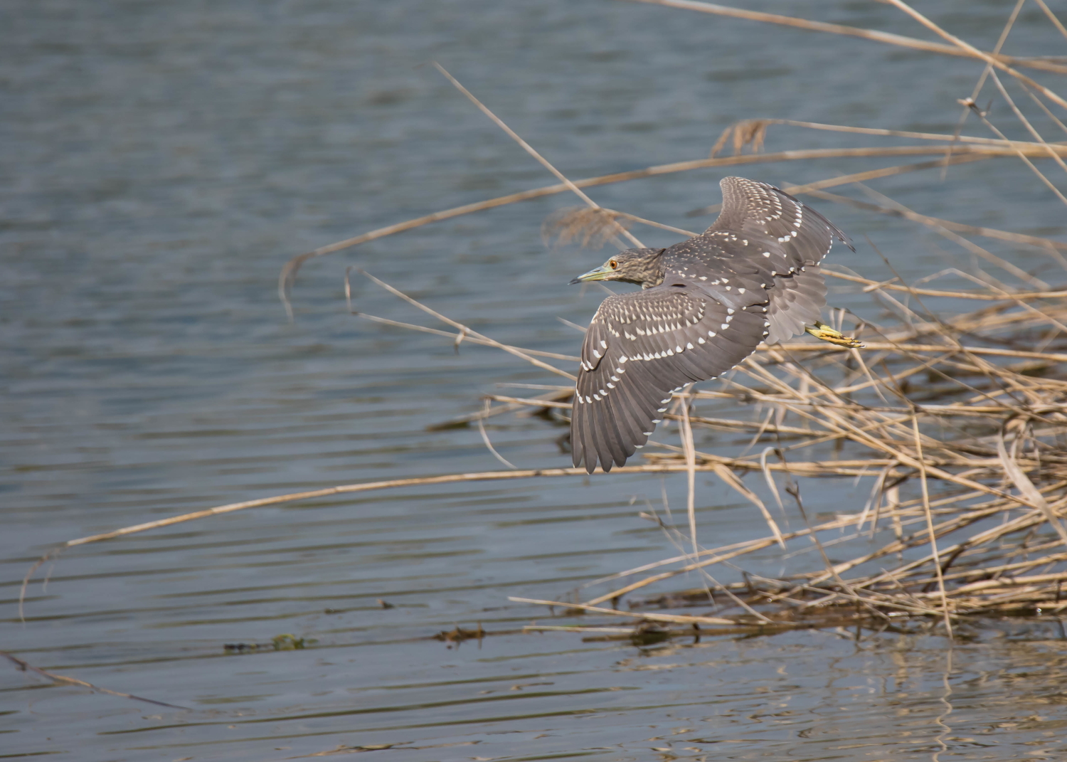 young Black Crowned Night Heron