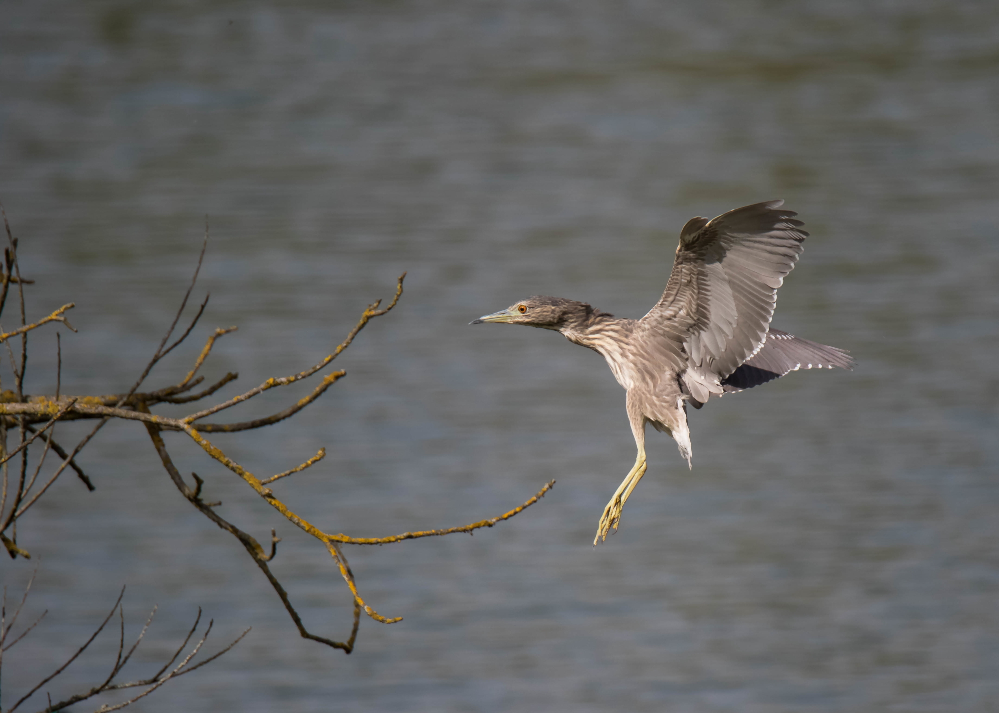 Young Black Crowned Night Heron 2