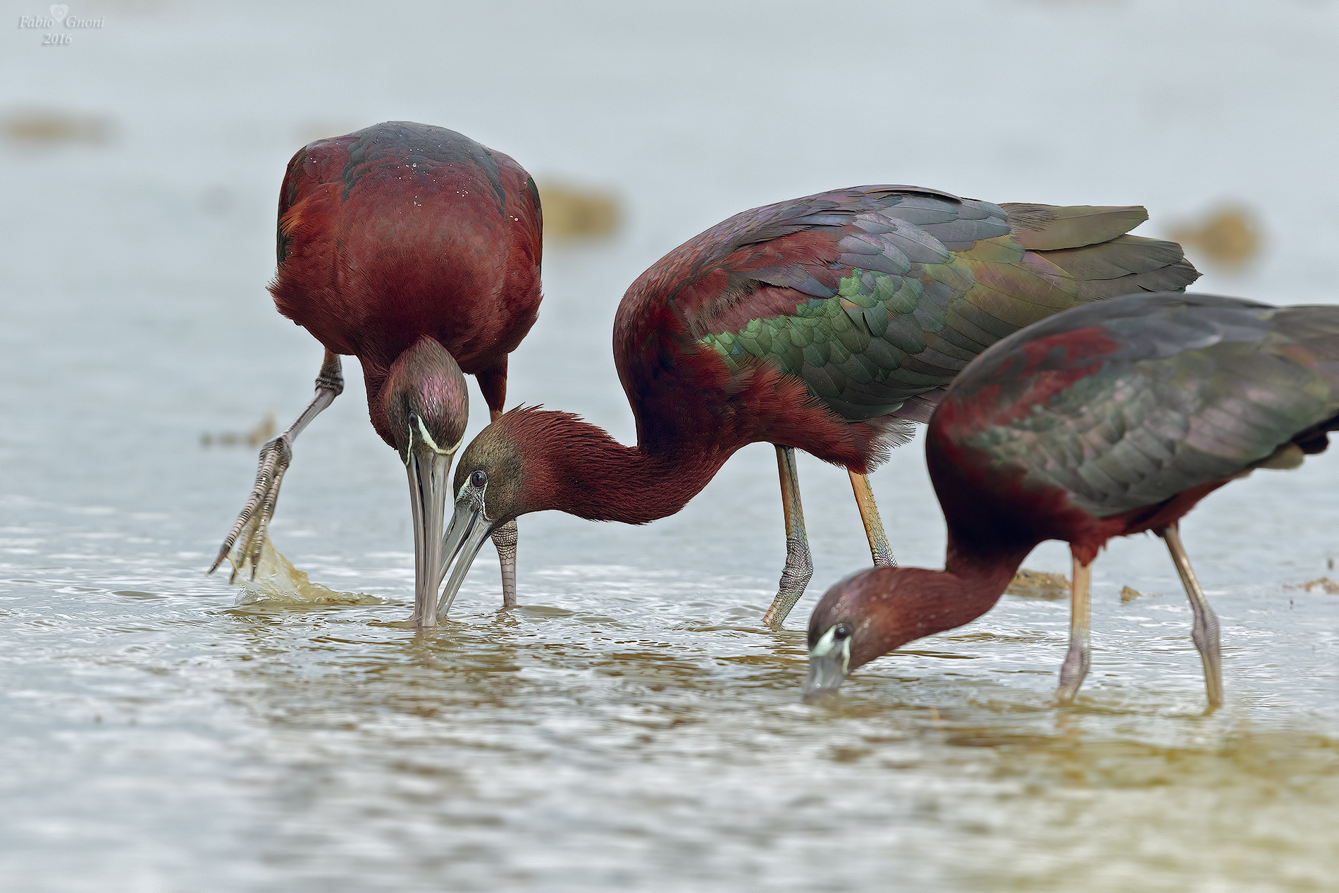 glossy ibis