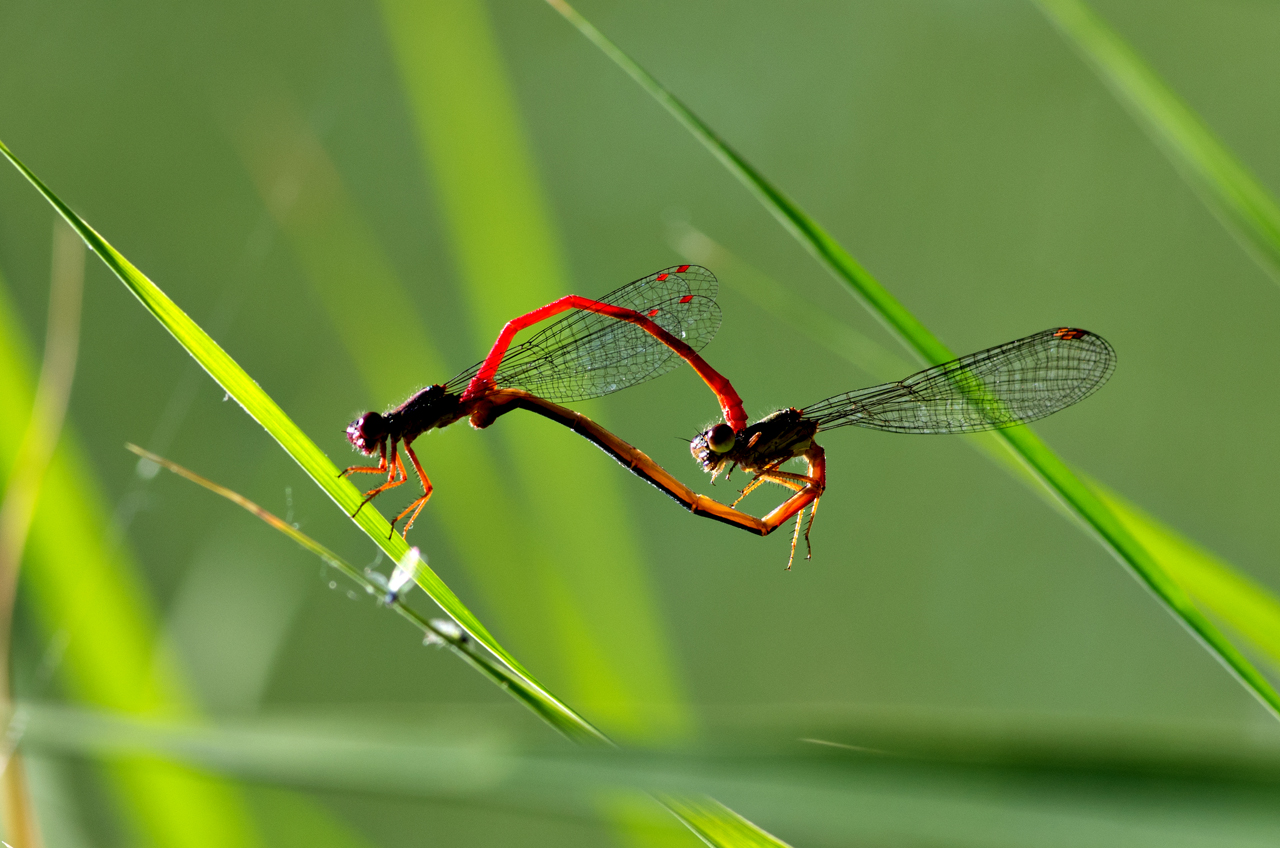 red dragonflies