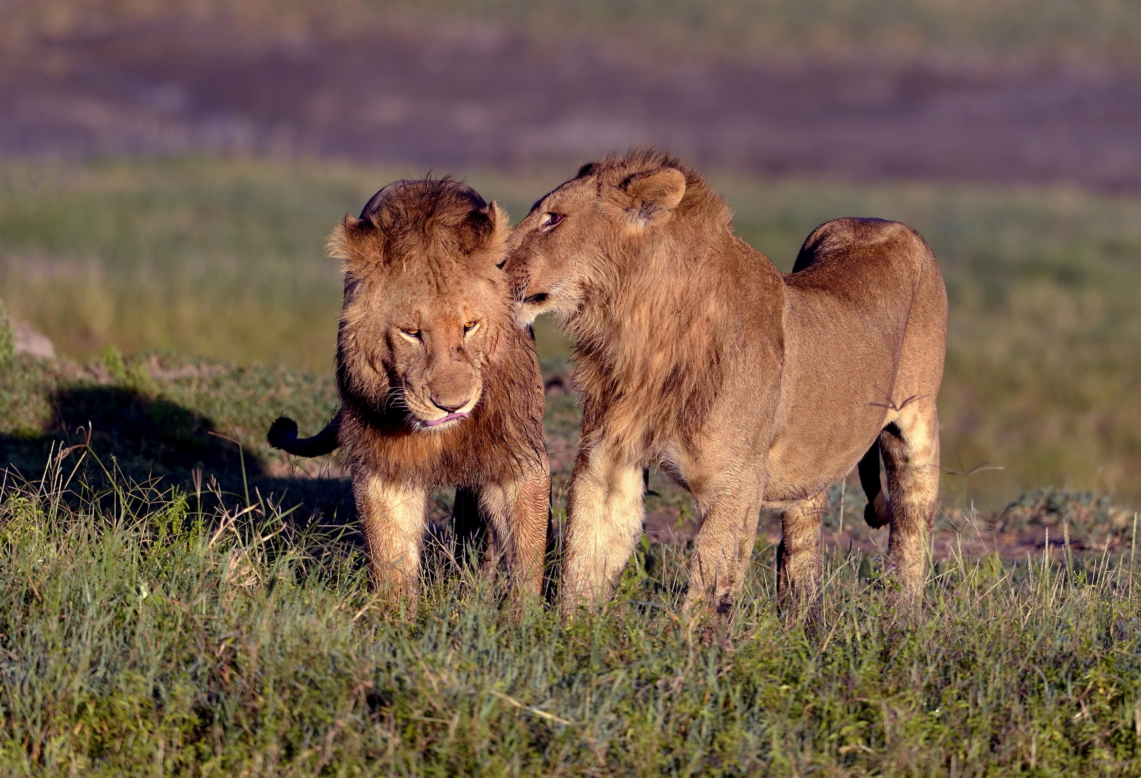 Tanzania 2016 - Brothers