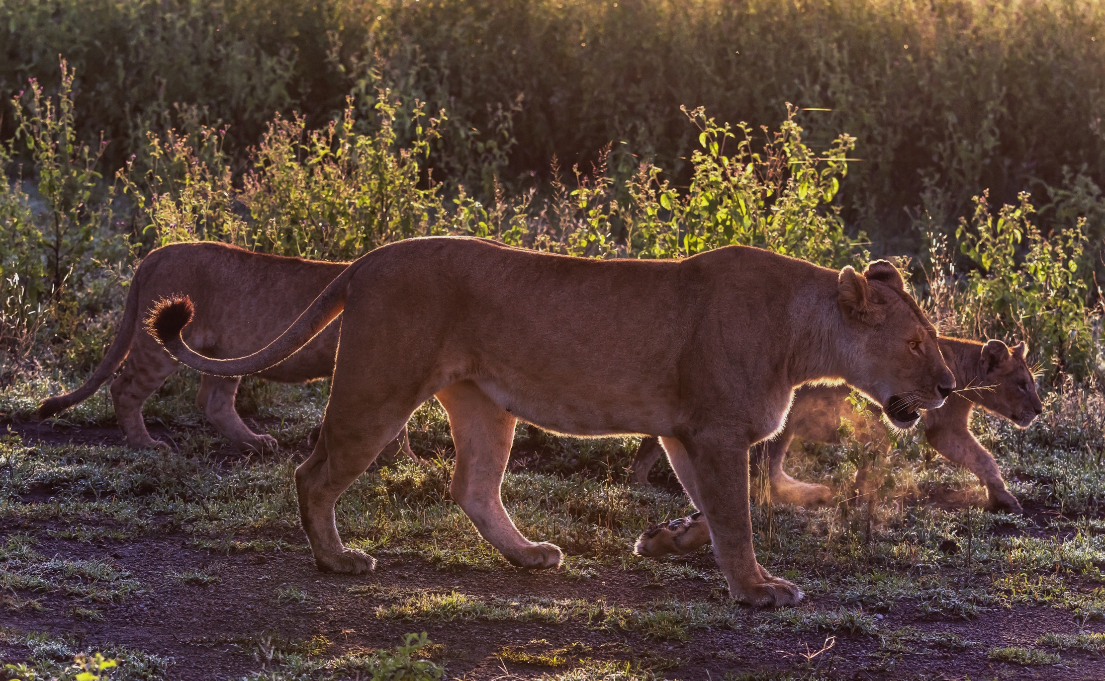 Tanzania 2016 - Alba