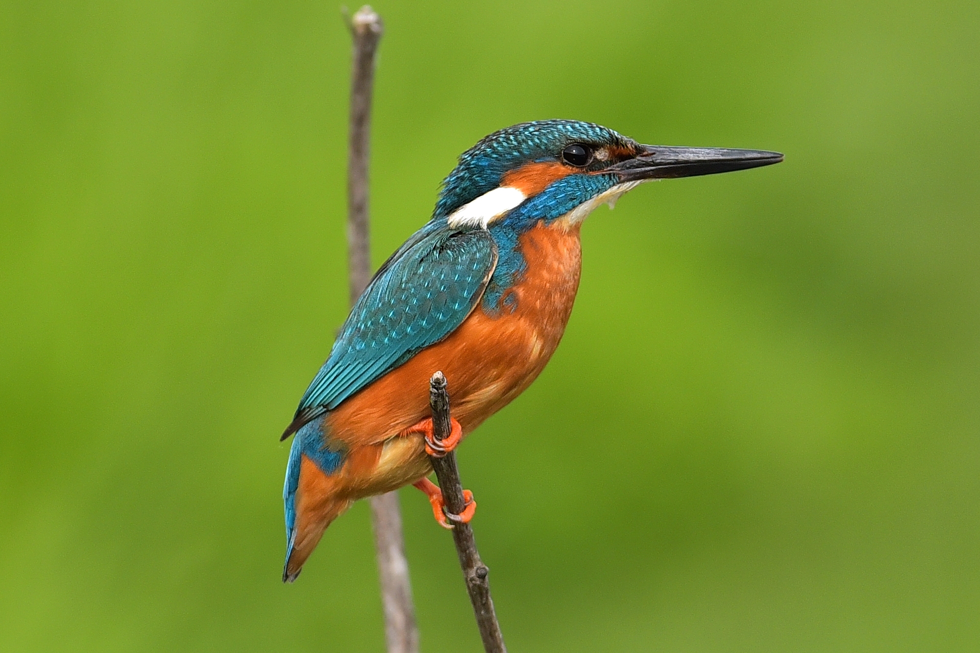 Kingfisher