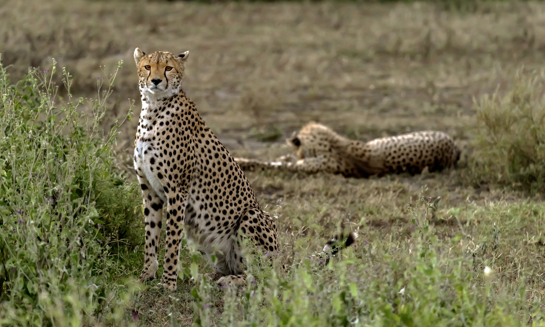 Tanzania 2016 - All'Alba