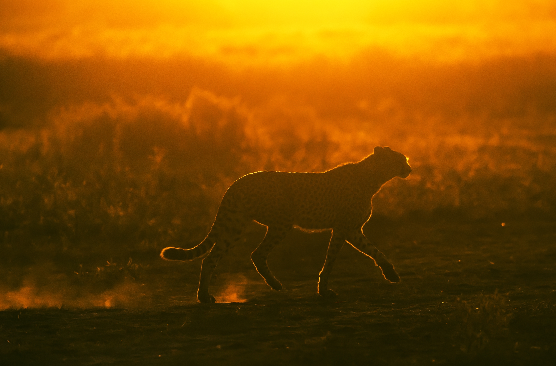 Tanzania 2016 - Contoluce all'Alba