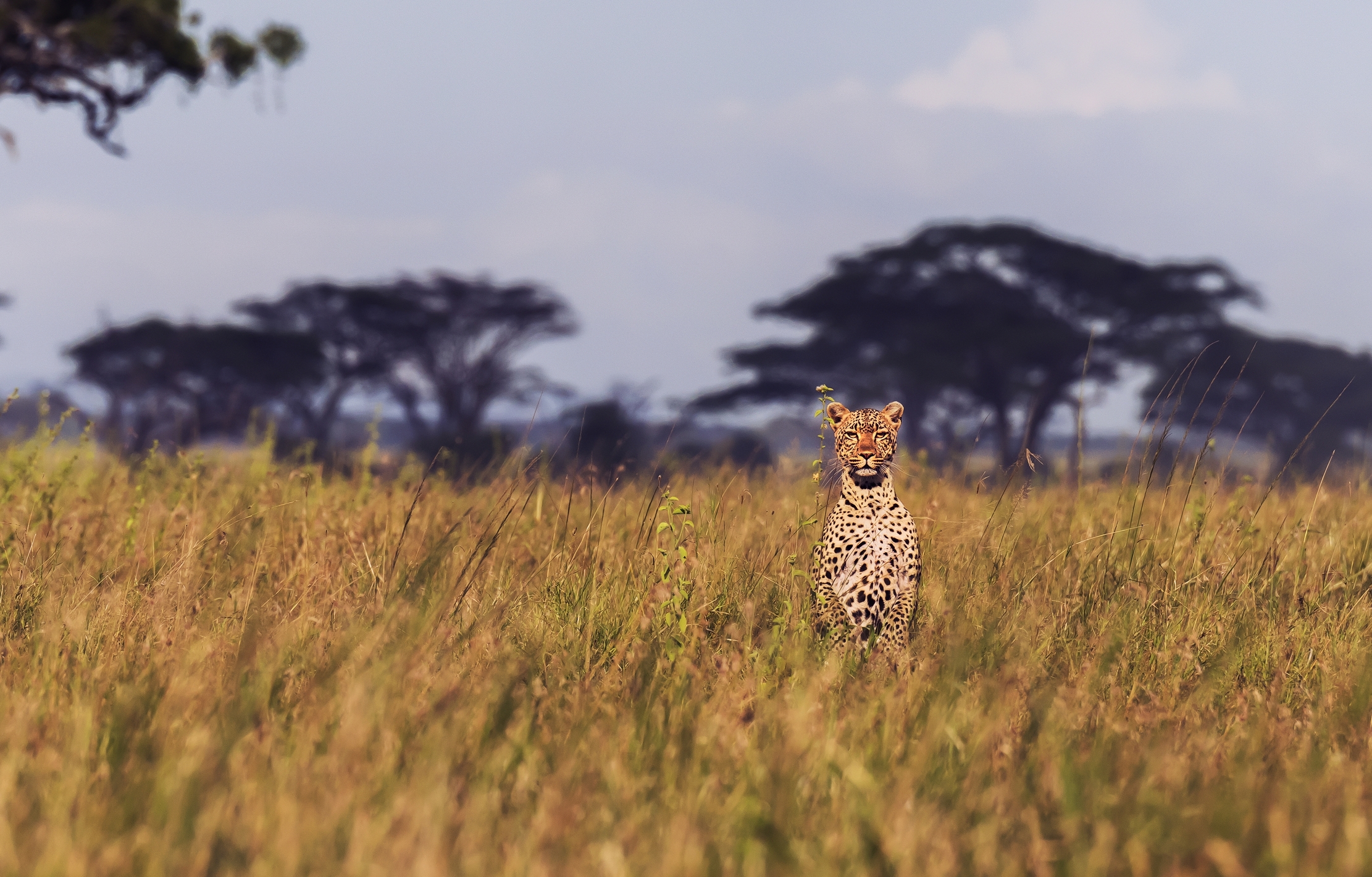 Tanzania 2016 - In piedi nella savana