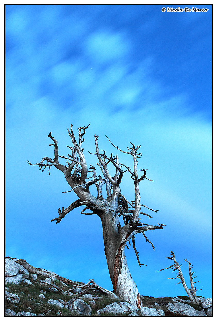 Leucodermis Pinus (pine Loricato)