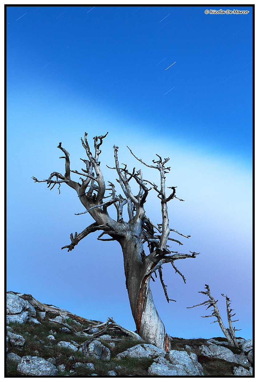 Leucodermis Pinus (pine Loricato)