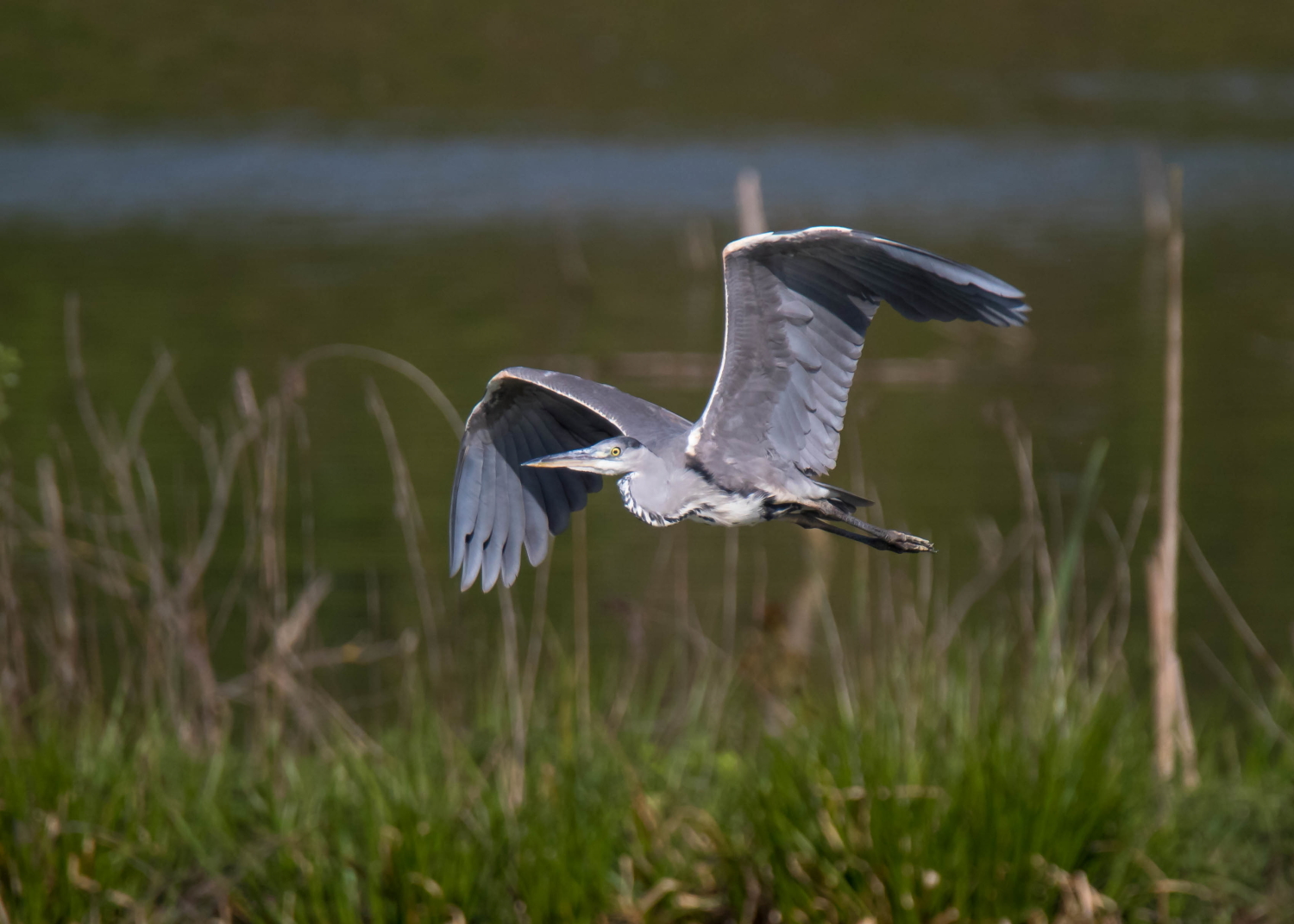 The Flight of the Heron