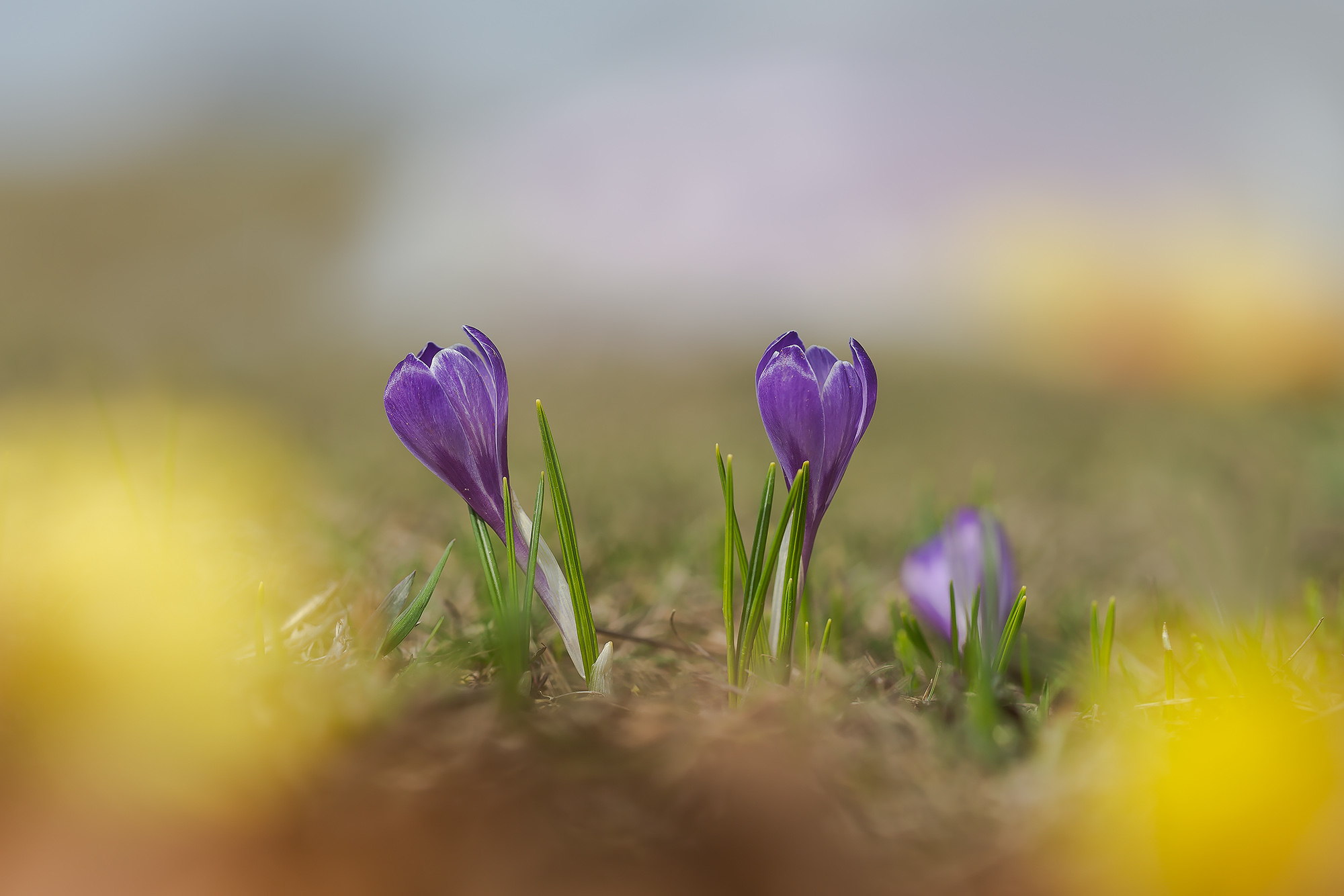 Crocus